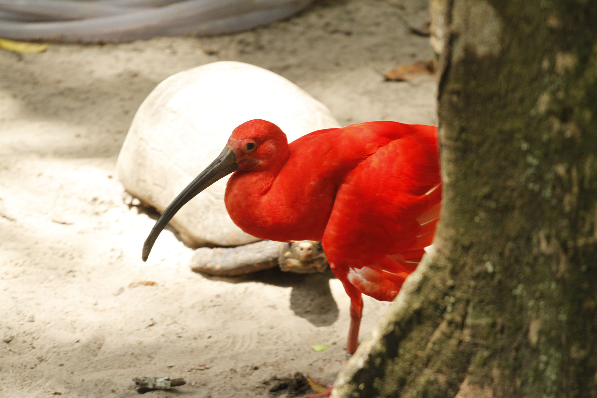 Bosque Rodrigues Alves ganha mapa turístico