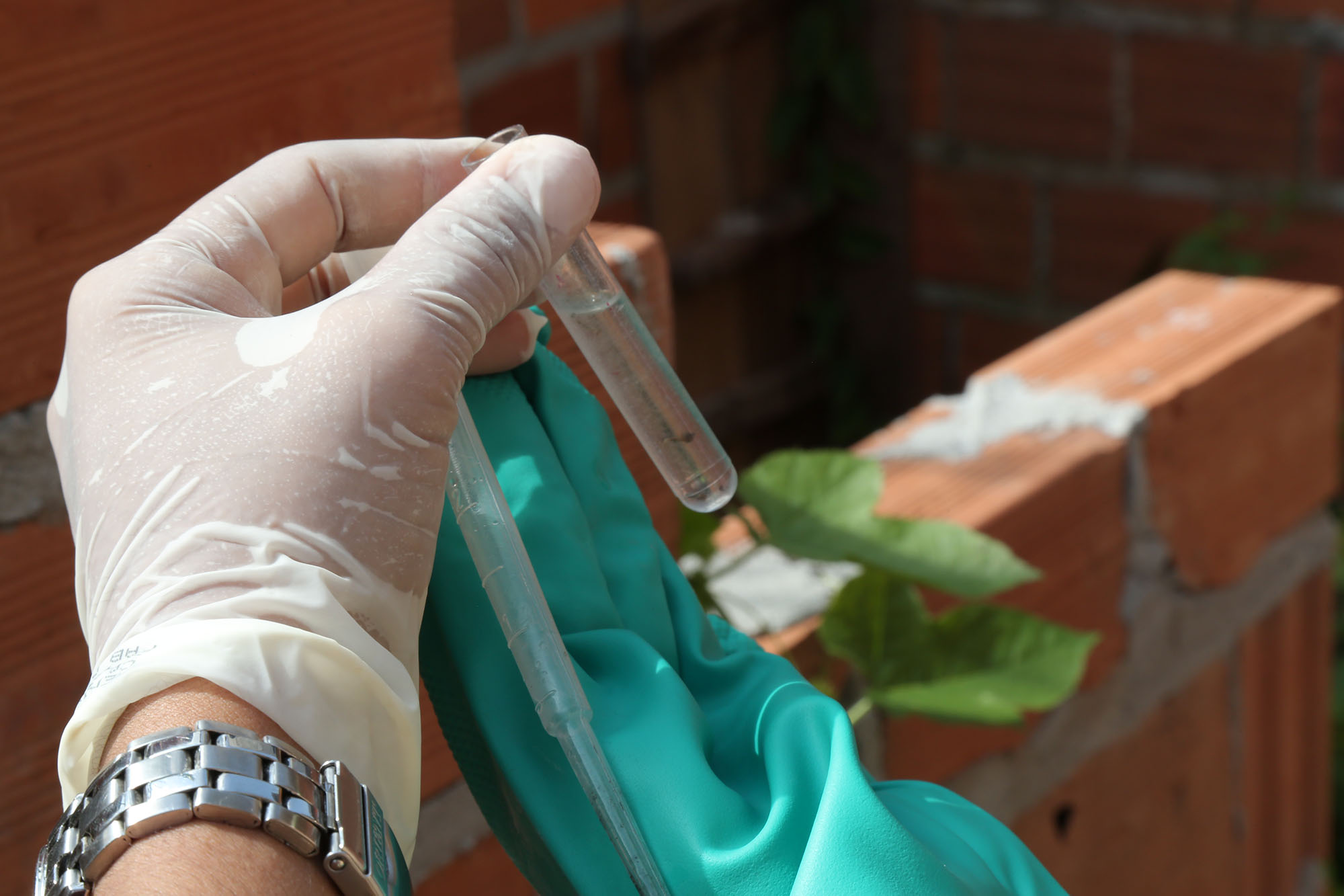 Levantamento aponta redução no índice de infestação do mosquito Aedes aegypti