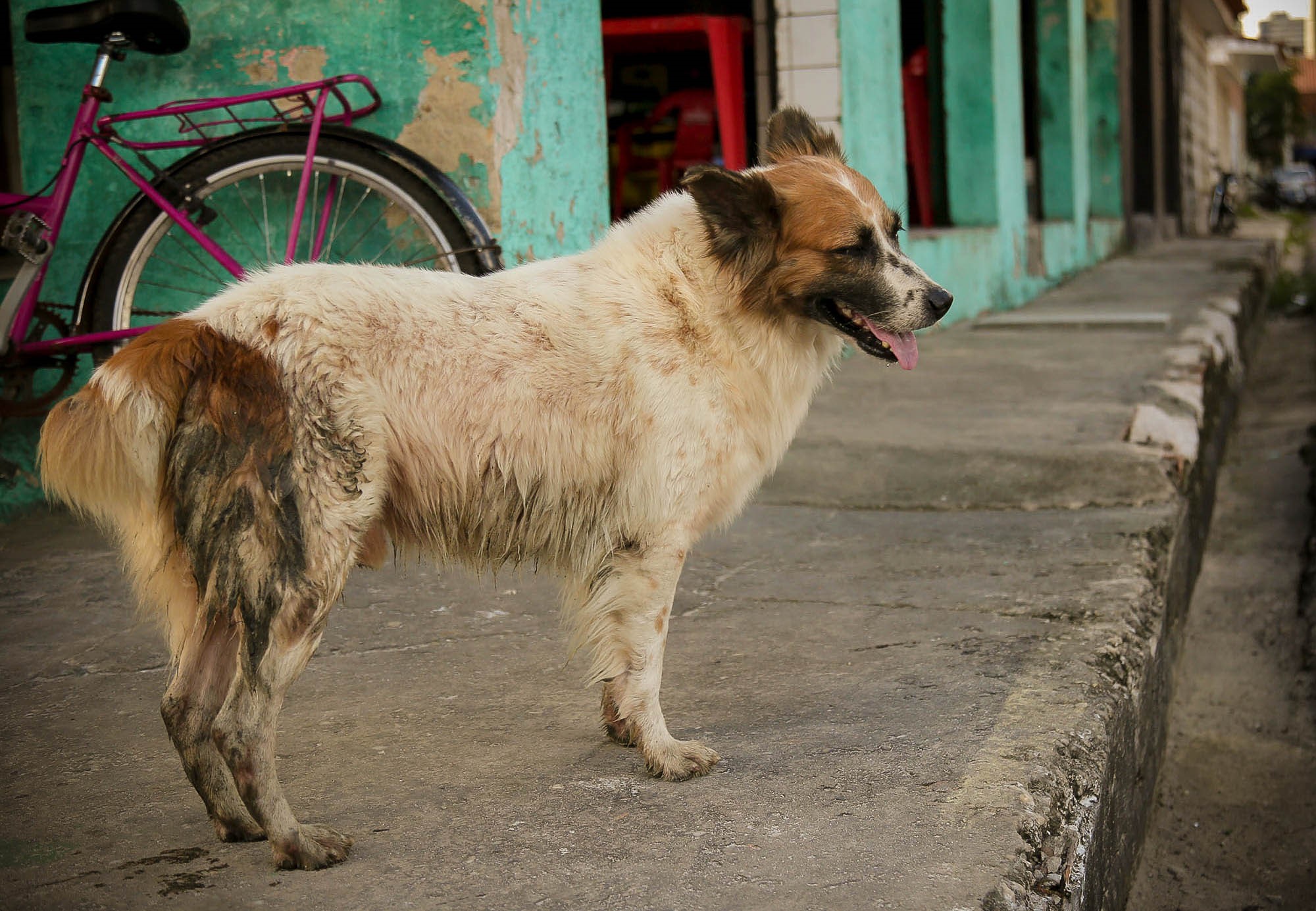 Agentes de Saúde vão visitar 10 mil casas para vacinar cães e gatos contra a raiva