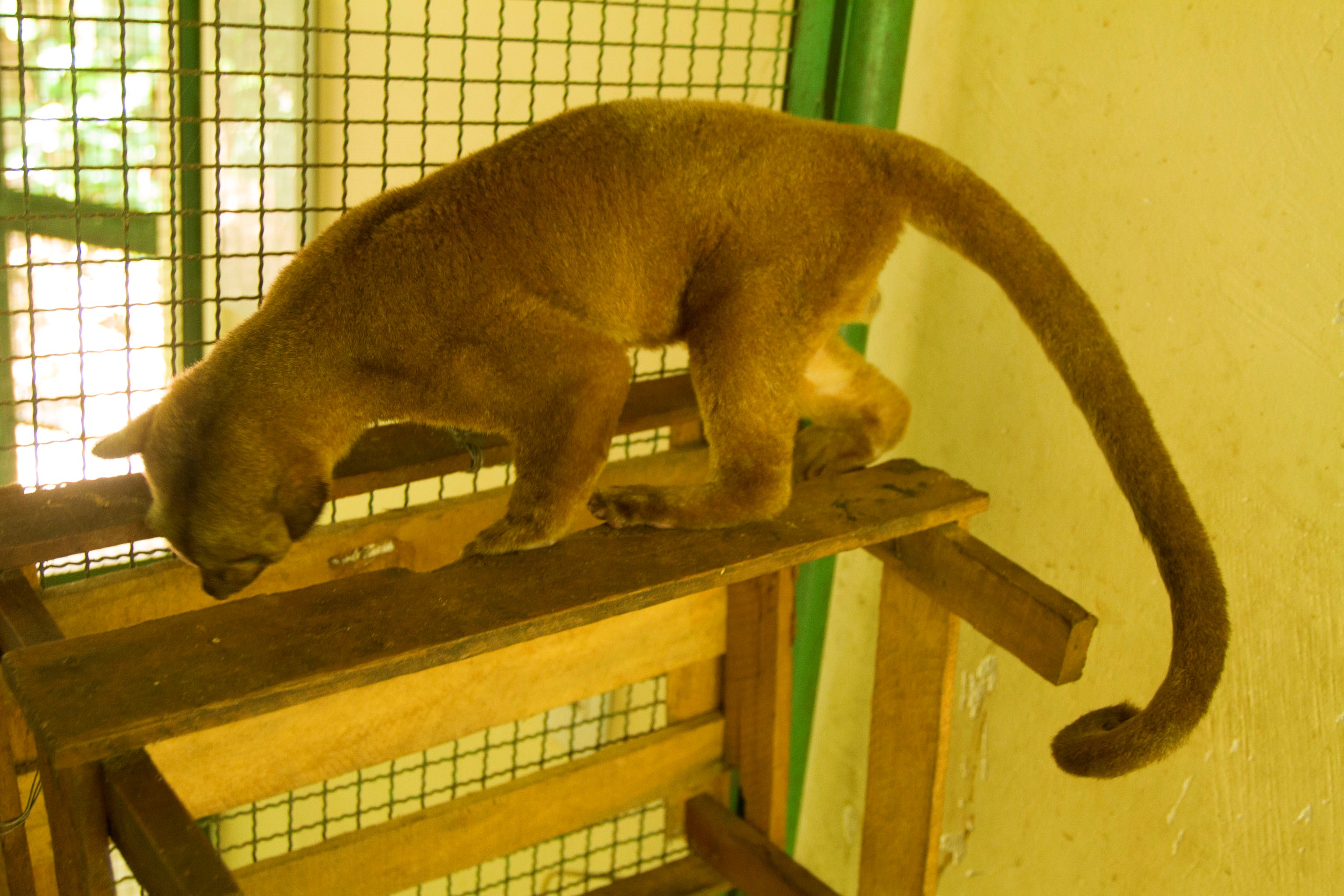 Crime: animais silvestres criados em cativeiro são abandonados em Belém