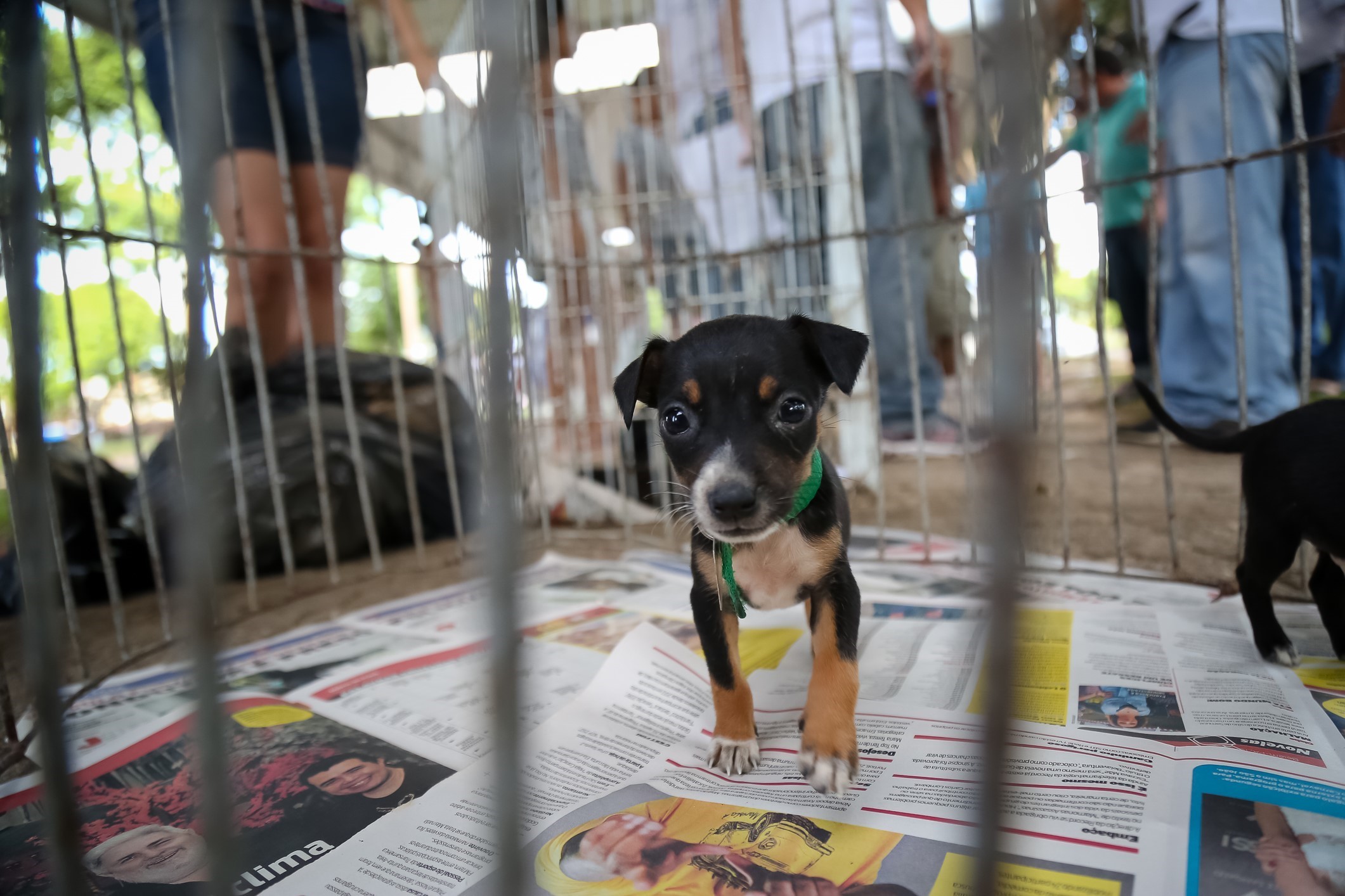 Feira de adoção proporciona novo lar para 30 animais