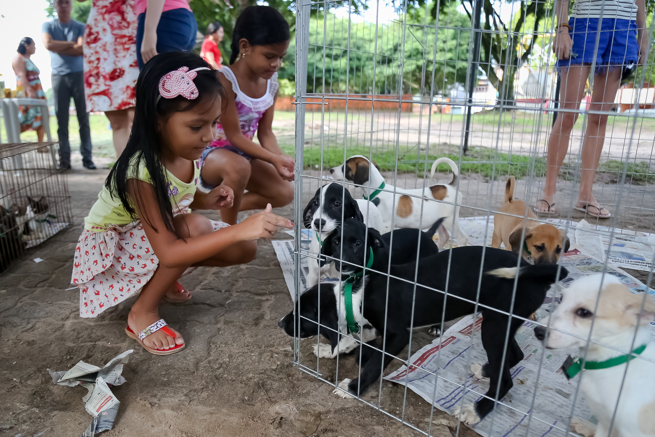 Feira de adoção proporciona novo lar para 30 animais
