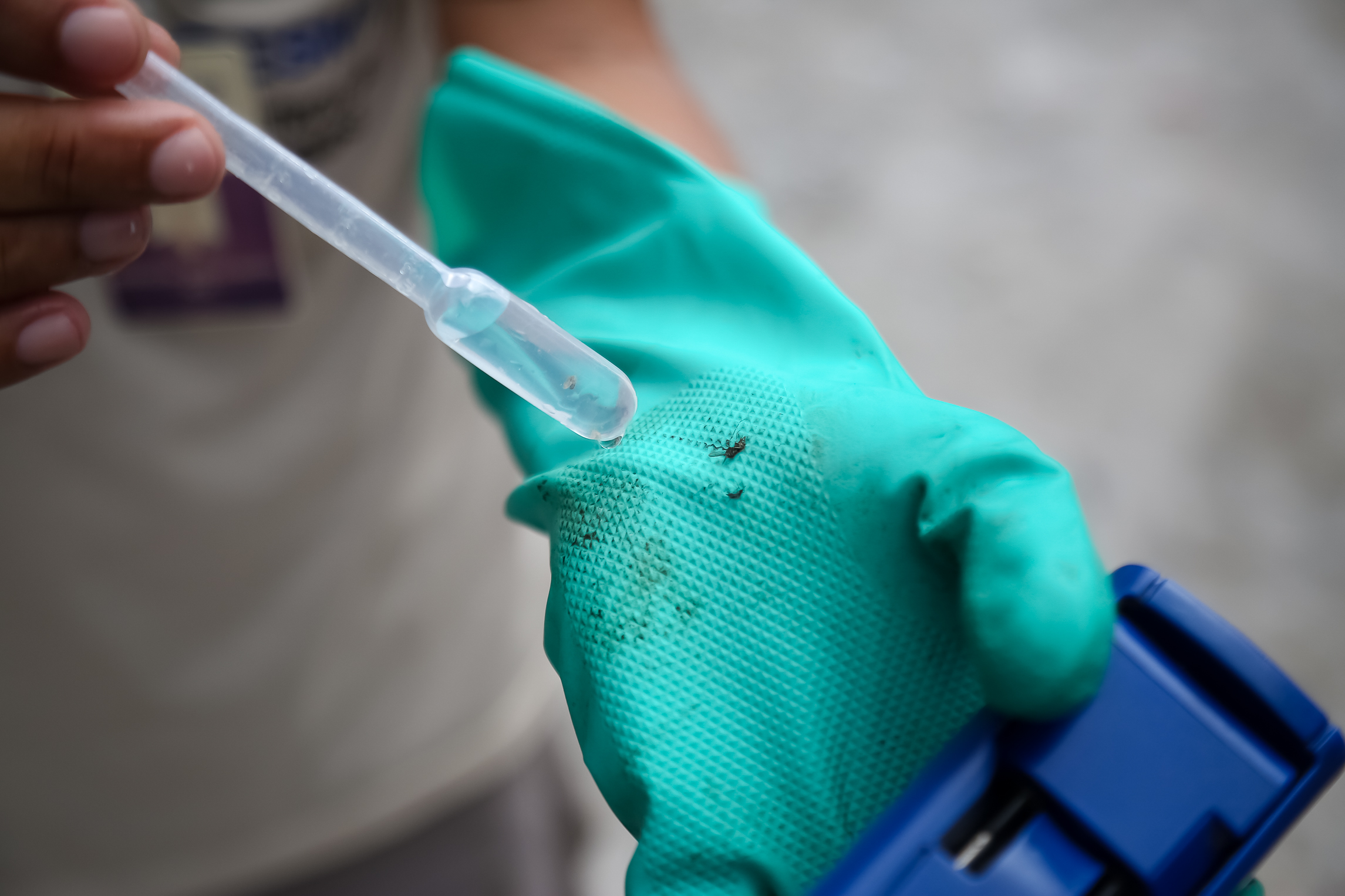 Levantamento revela aumento da infestação do mosquito Aedes aegypt no período de chuvas