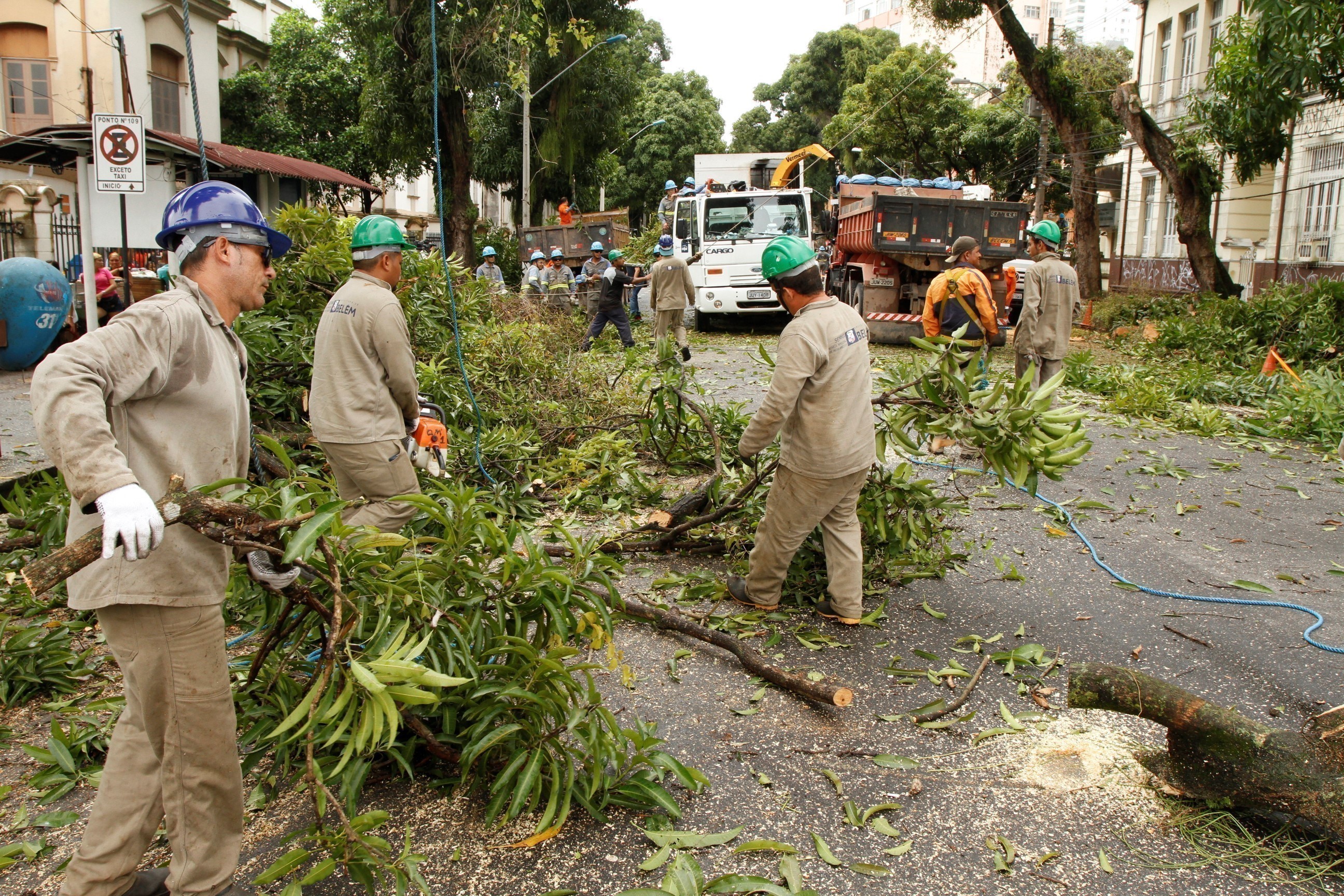 Prefeitura promove ação emergencial de manutenção de mangueiras para evitar quedas
