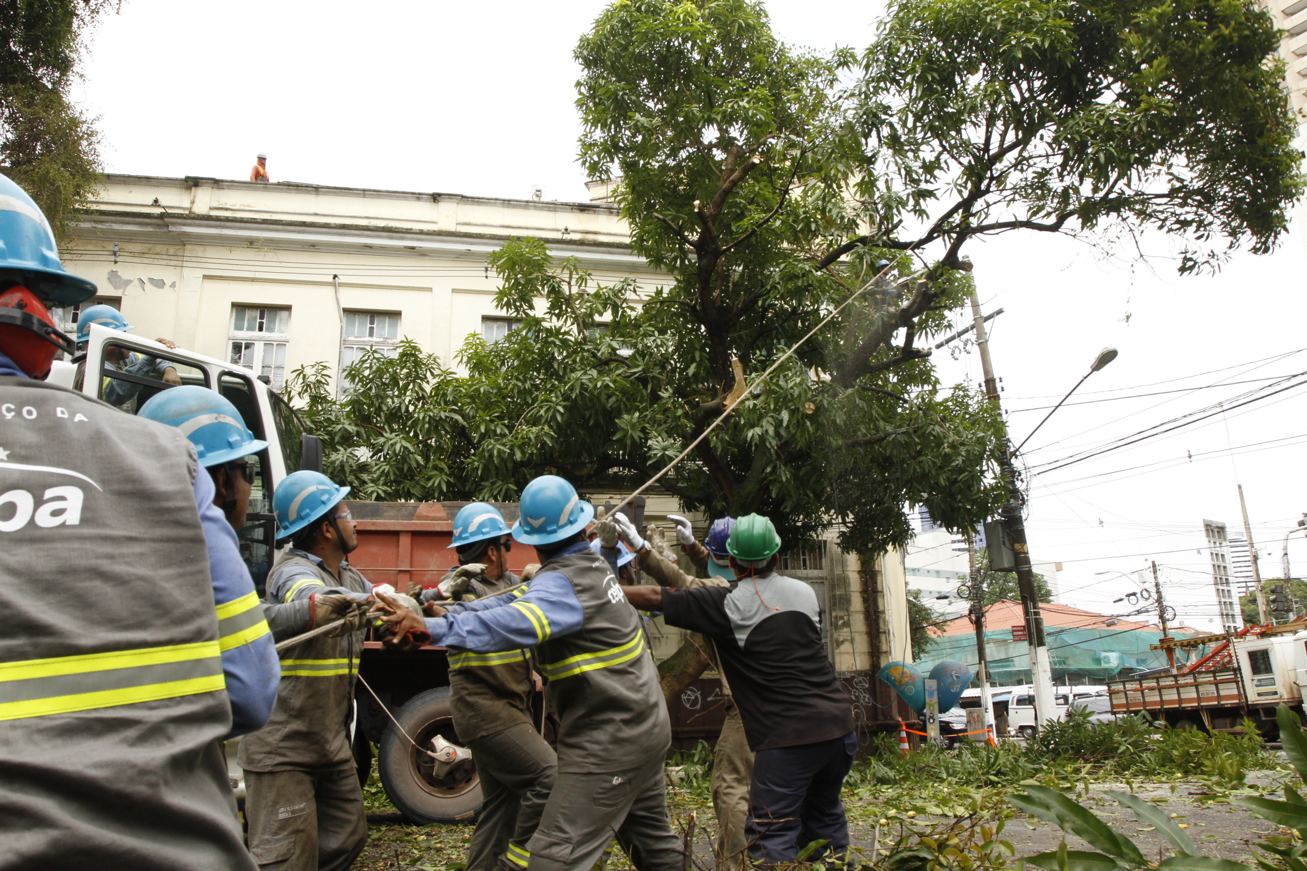 Prefeitura promove ação emergencial de manutenção de mangueiras para evitar quedas