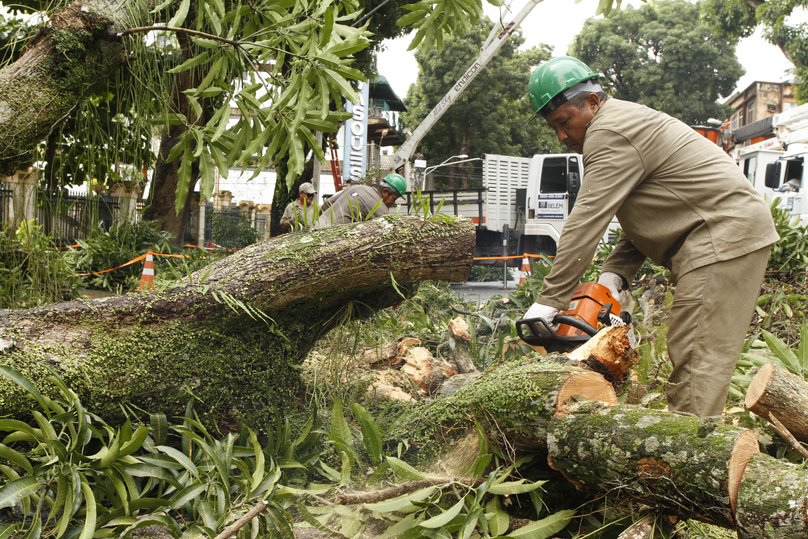Prefeitura promove ação emergencial de manutenção de mangueiras para evitar quedas