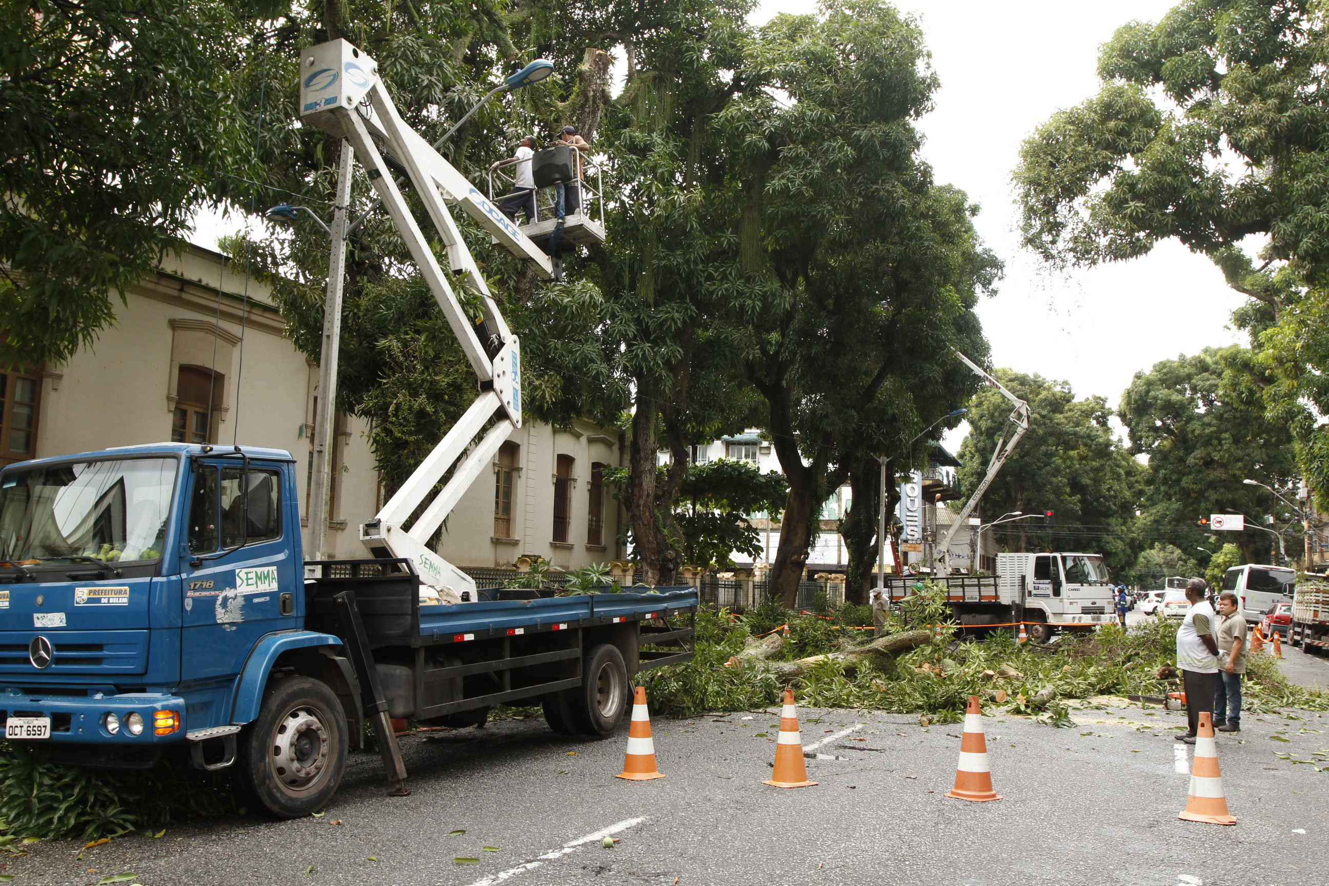 Prefeitura promove ação emergencial de manutenção de mangueiras para evitar quedas