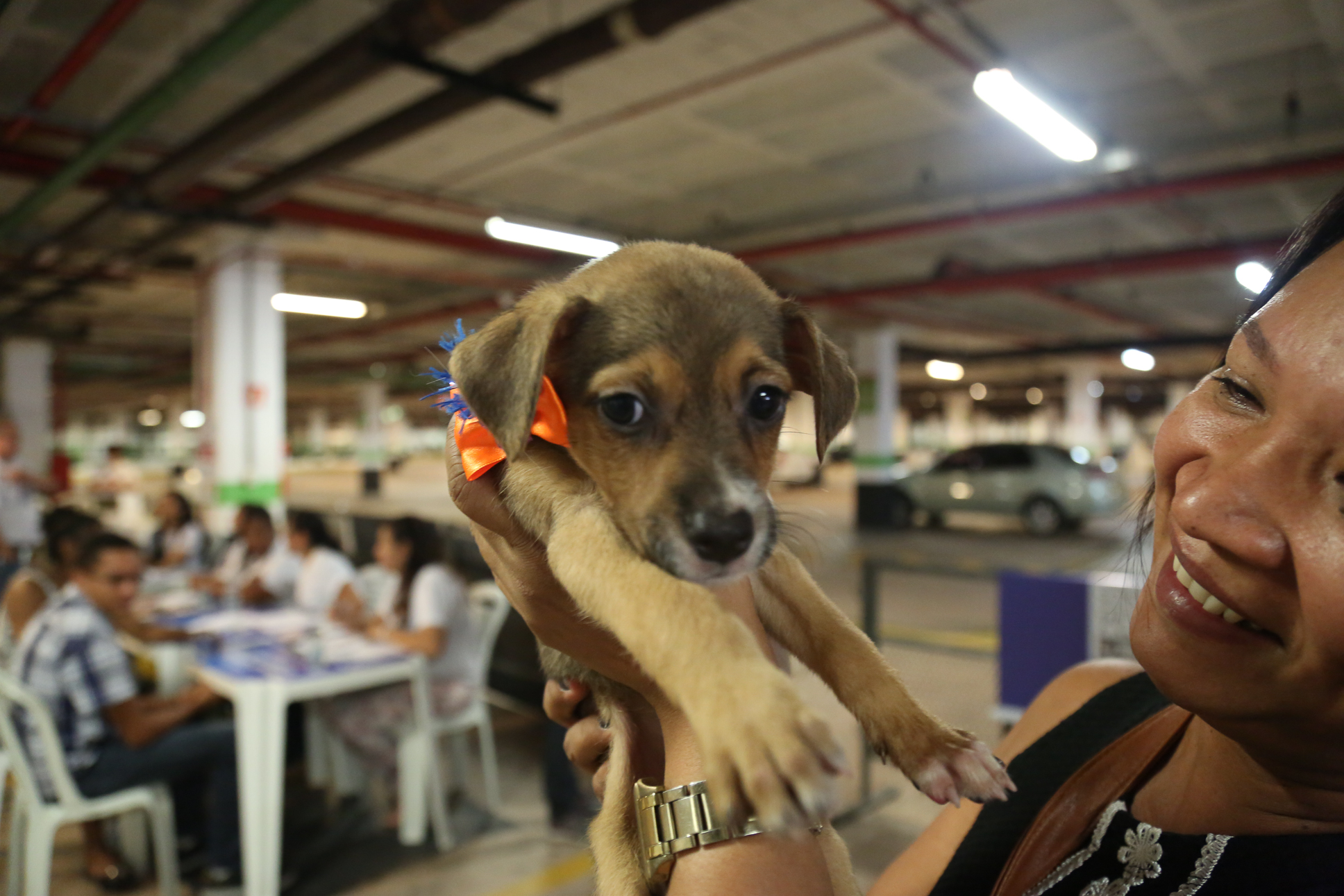 Cães e gatos ganham novos lares após Feira de Adoção