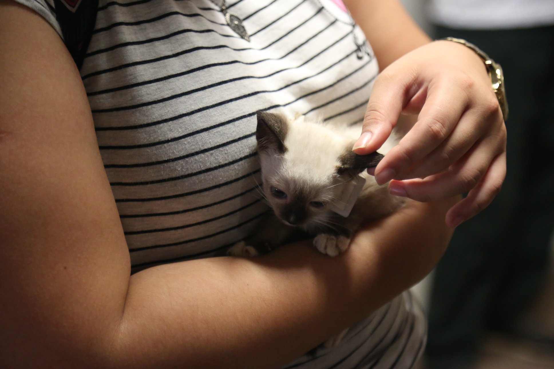 Cães e gatos ganham novos lares após Feira de Adoção