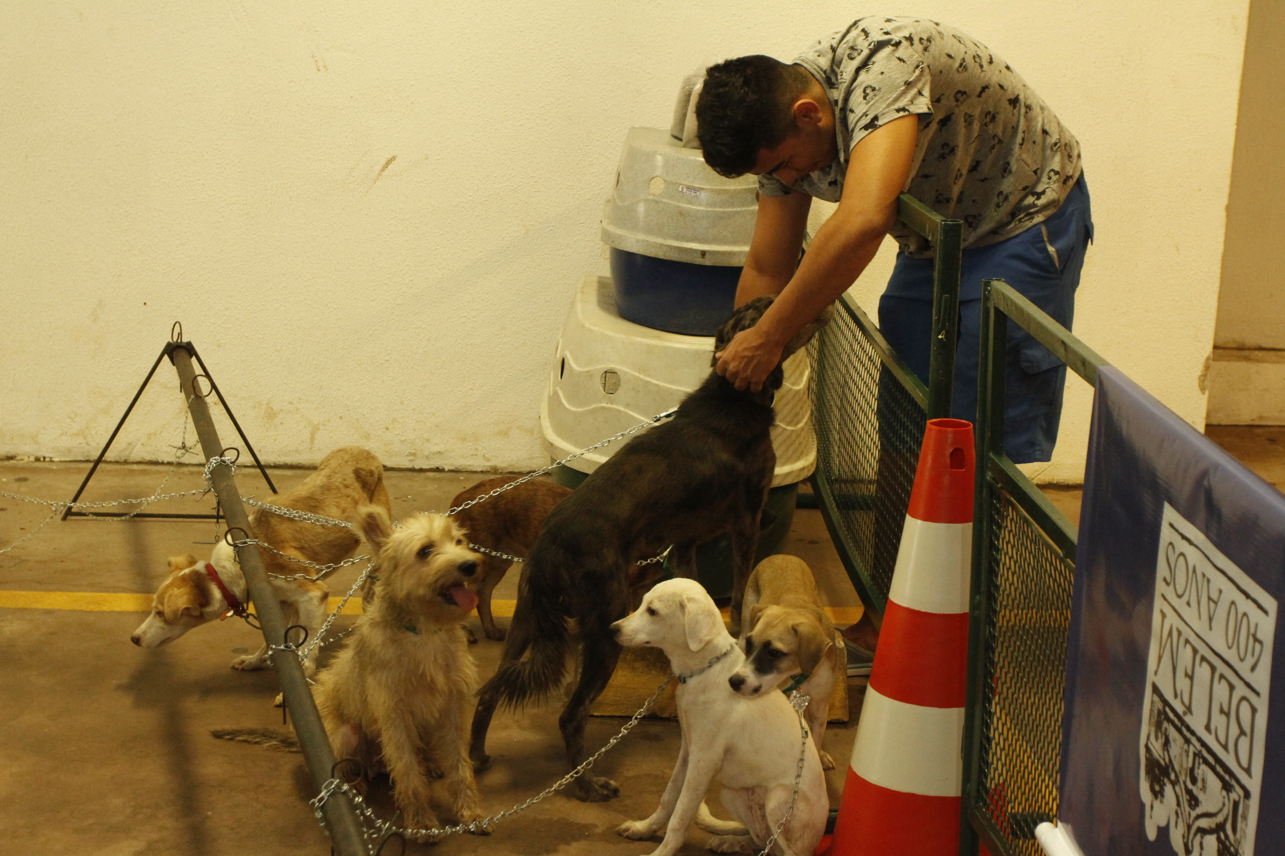 54 animais ganham um novo lar em mais uma Feira de Adoção de Cães e Gatos