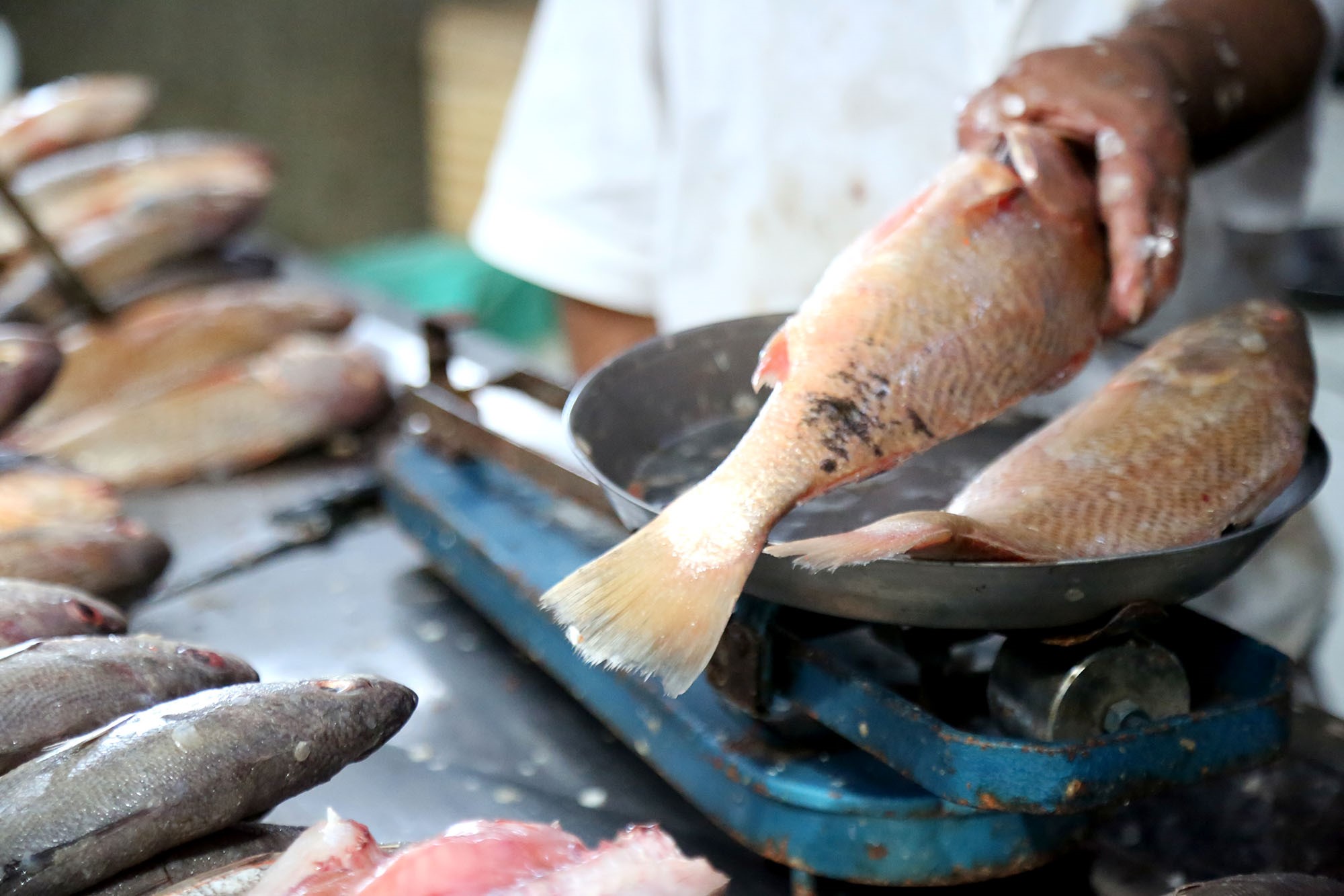 Prefeitura fiscaliza cumprimento do decreto que proíbe a saída do pescado