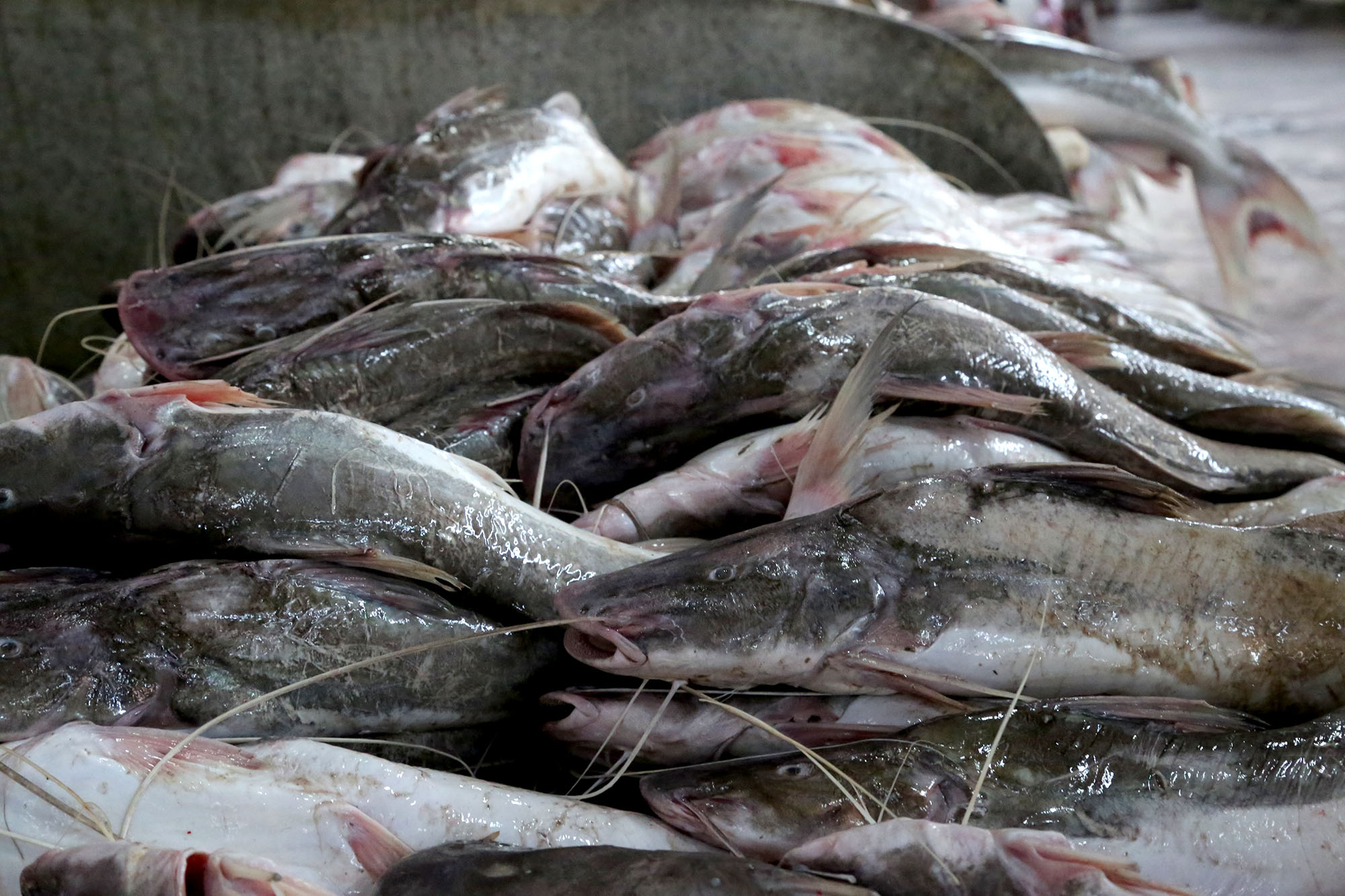 Prefeitura fiscaliza cumprimento do decreto que proíbe a saída do pescado