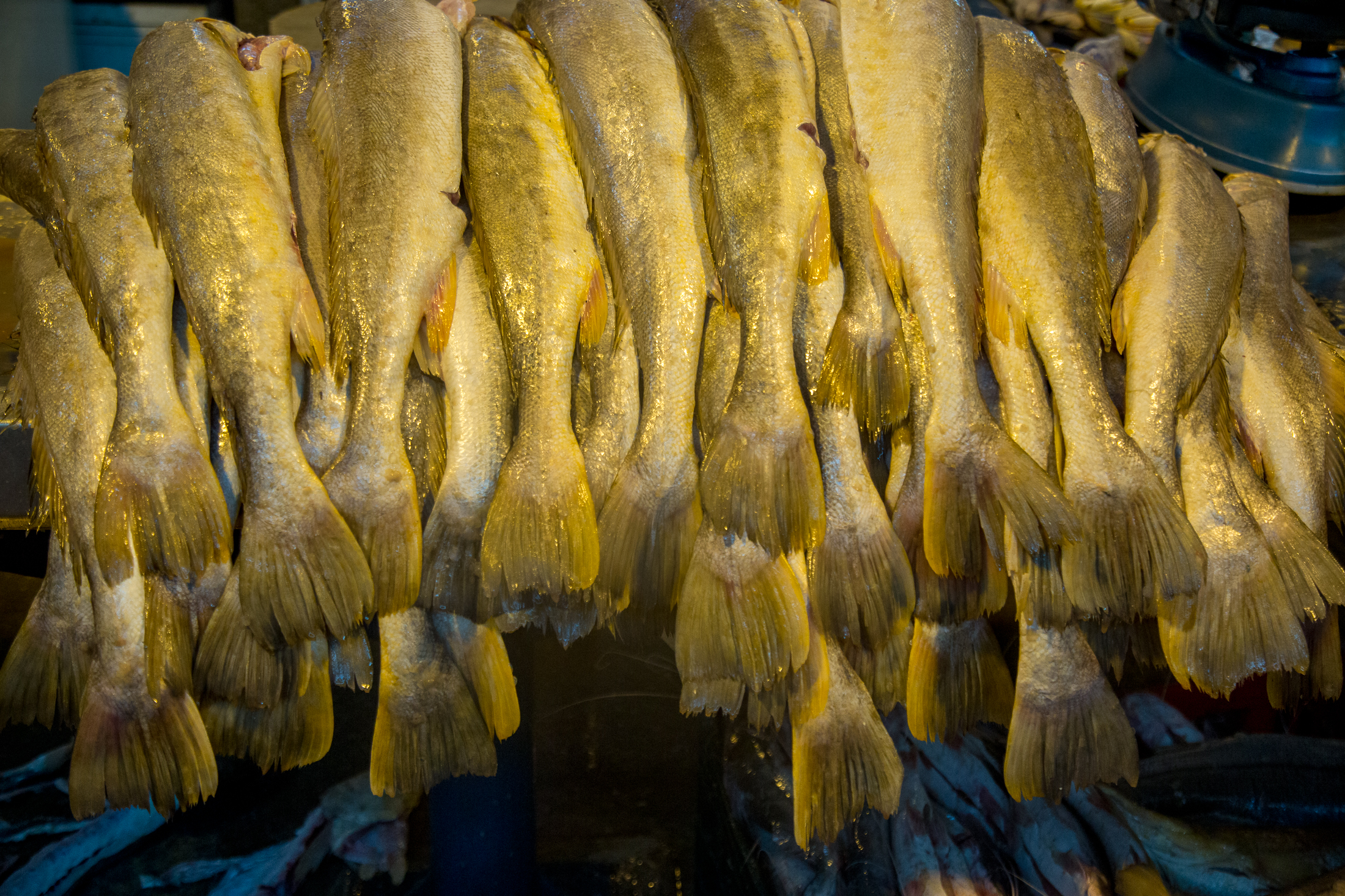 Decreto municipal garante abastecimento do mercado de peixes do Ver-o-Peso
