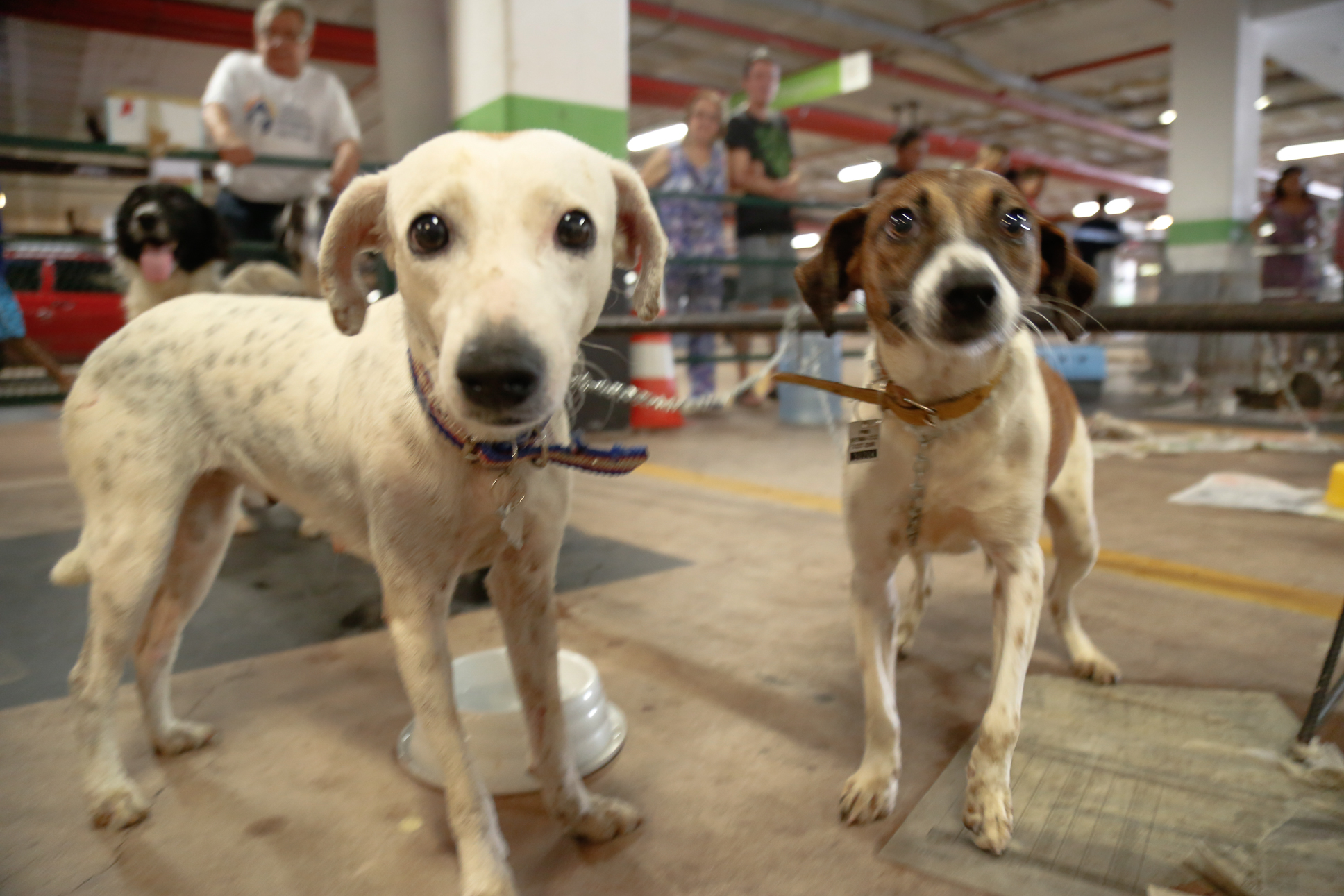 Feira de adoção dá nova oportunidade a cães e gatos