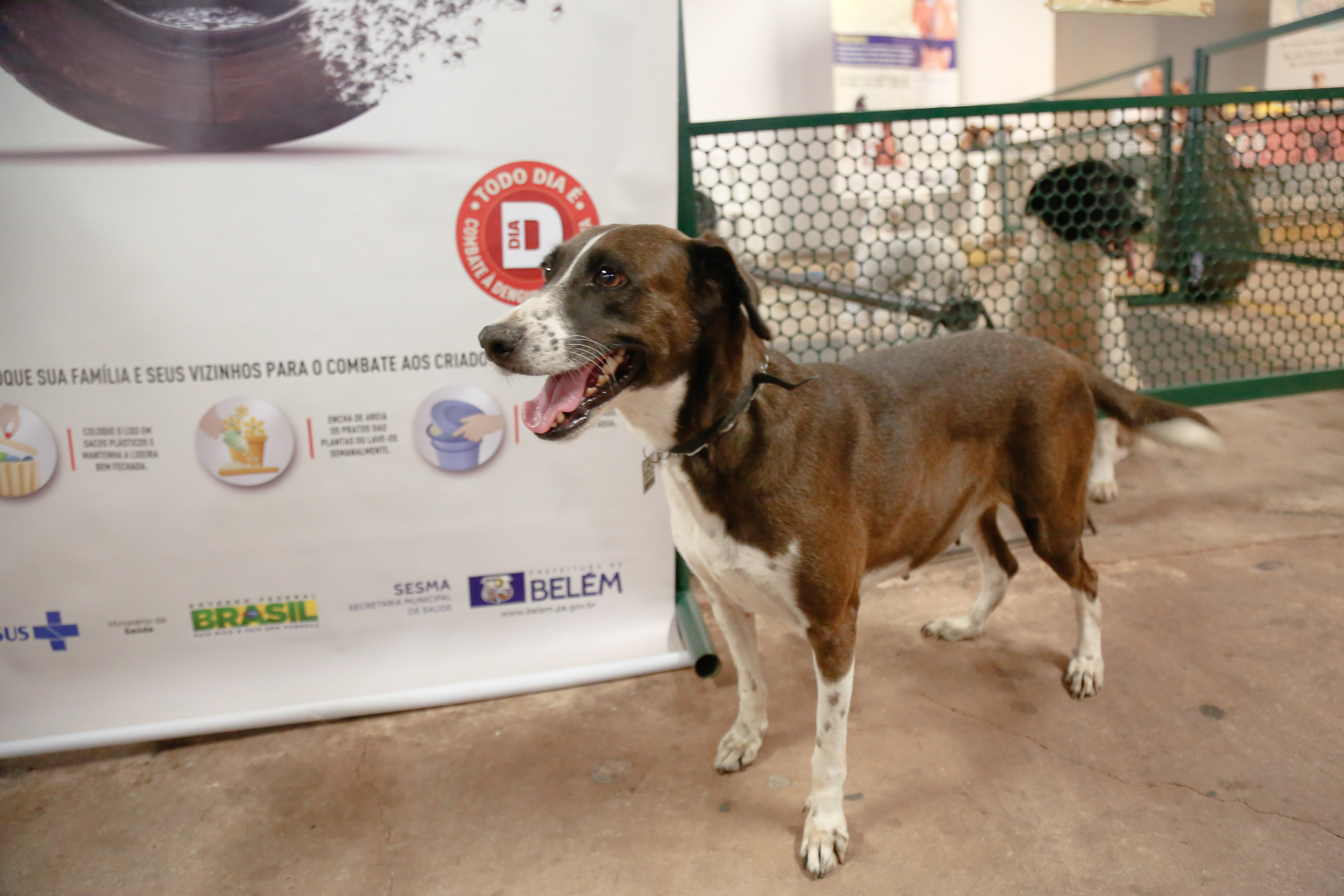 Feira de adoção dá nova oportunidade a cães e gatos