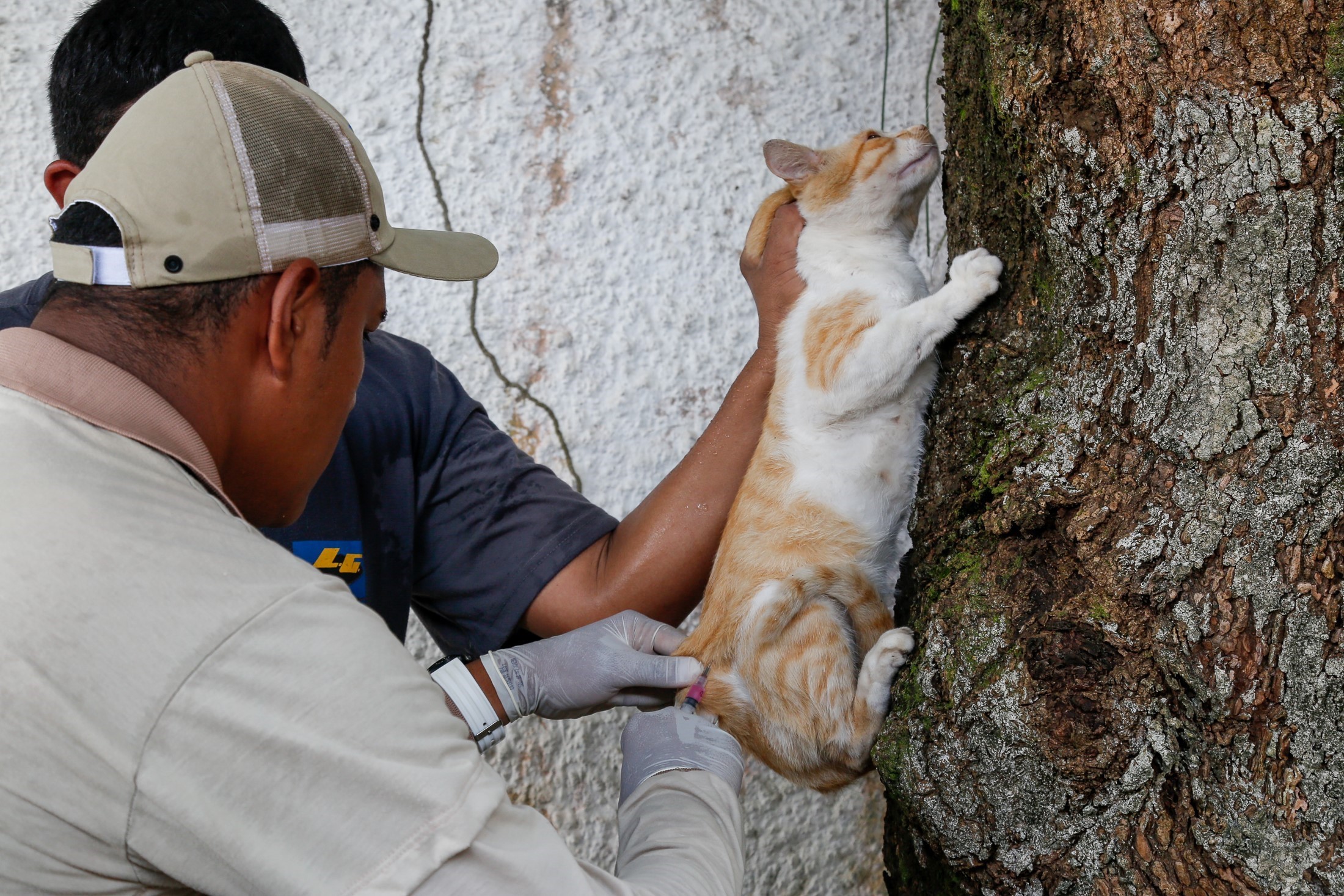 Cães e Gatos recebem vacinação antirrábica