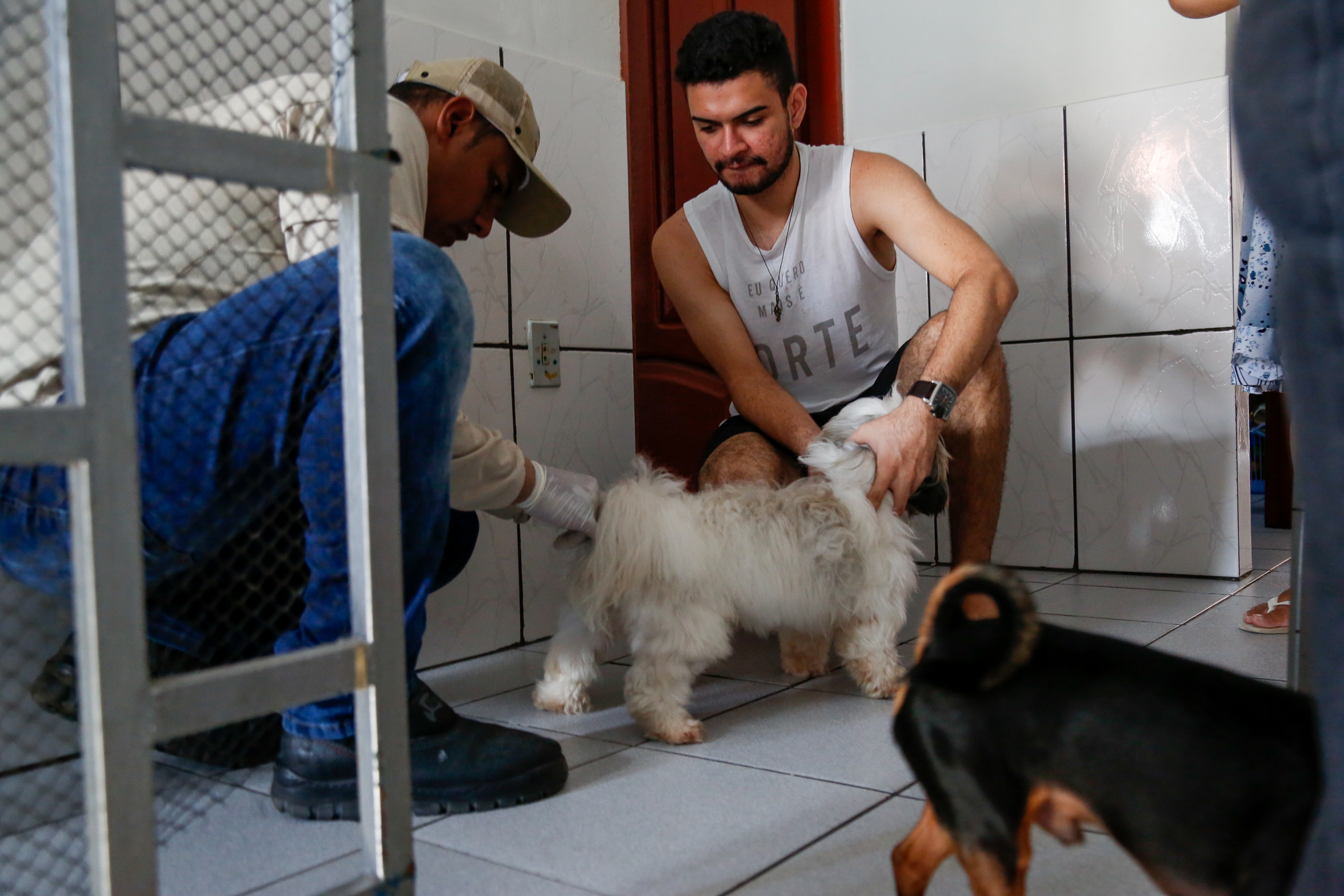 Cães e Gatos recebem vacinação antirrábica