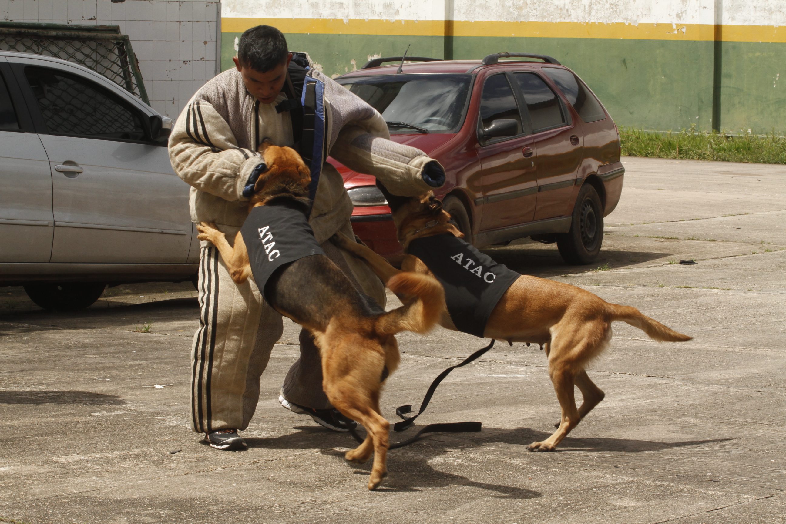 Trabalho da Guarda Municipal com cães é referência no combate ao tráfico de drogas