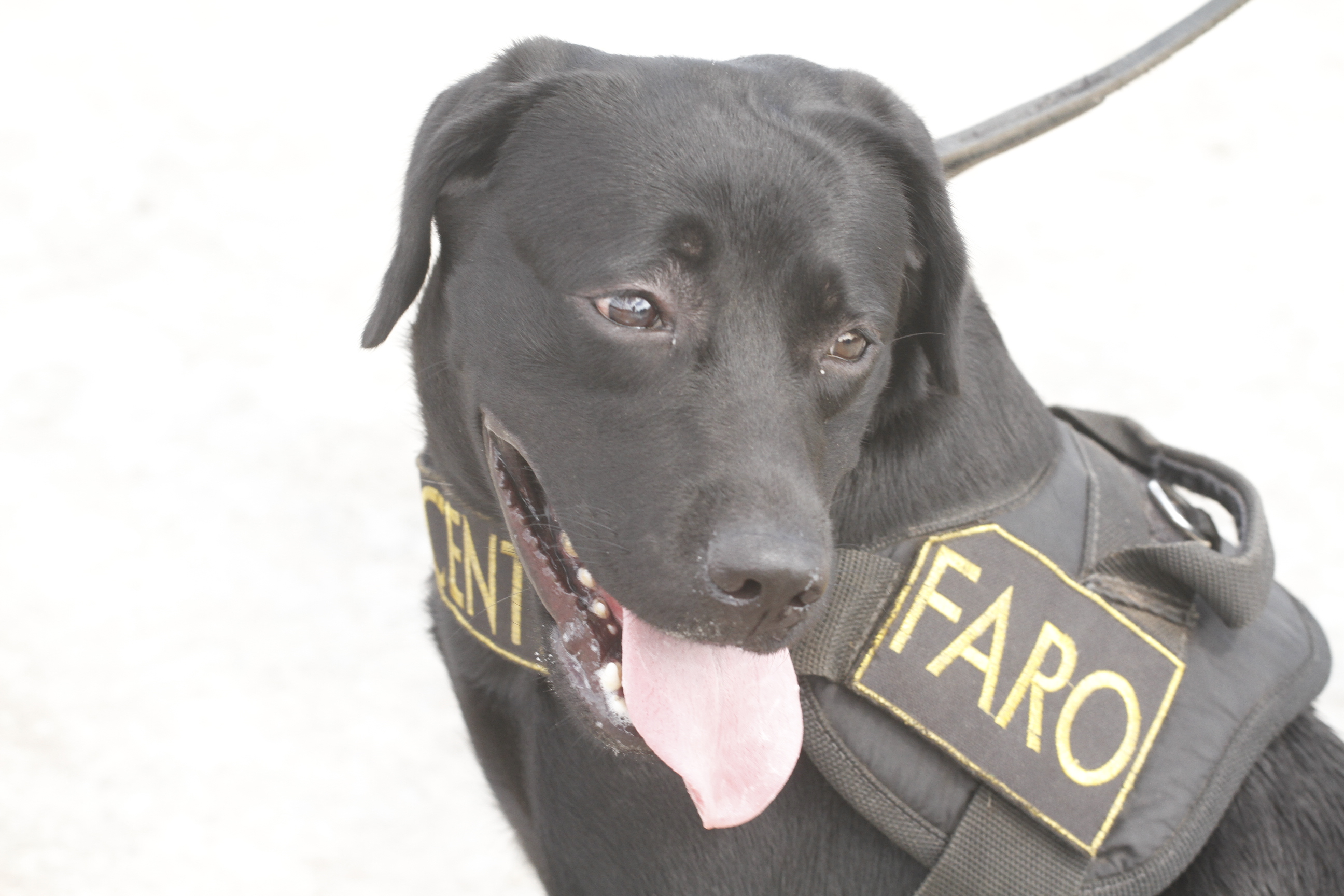 Trabalho da Guarda Municipal com cães é referência no combate ao tráfico de drogas