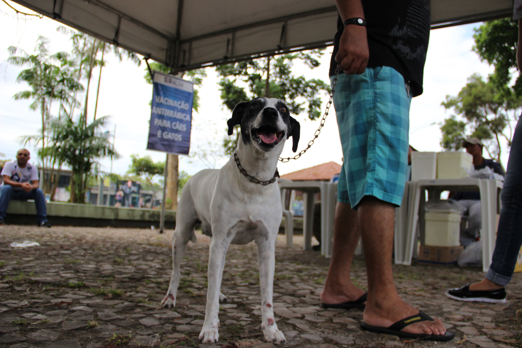 Feira de Adoção de Cães e Gatos atrai moradores do bairro da Marambaia