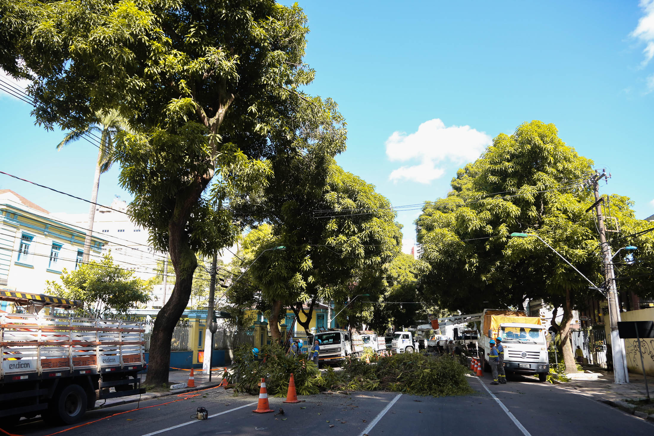 Reforço na poda de árvores em Belém começa pela Avenida Nazaré 