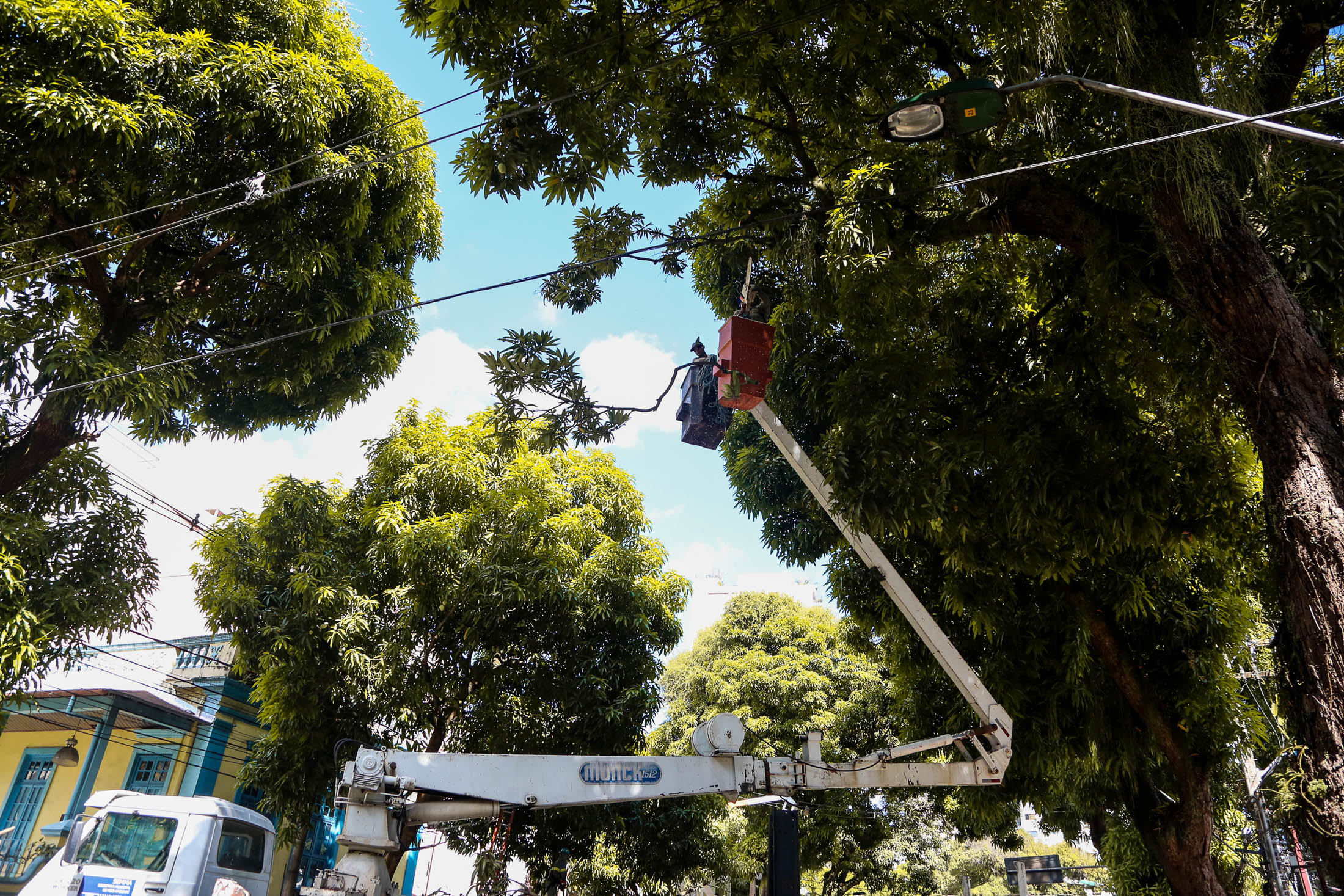 Reforço na poda de árvores em Belém começa pela Avenida Nazaré 
