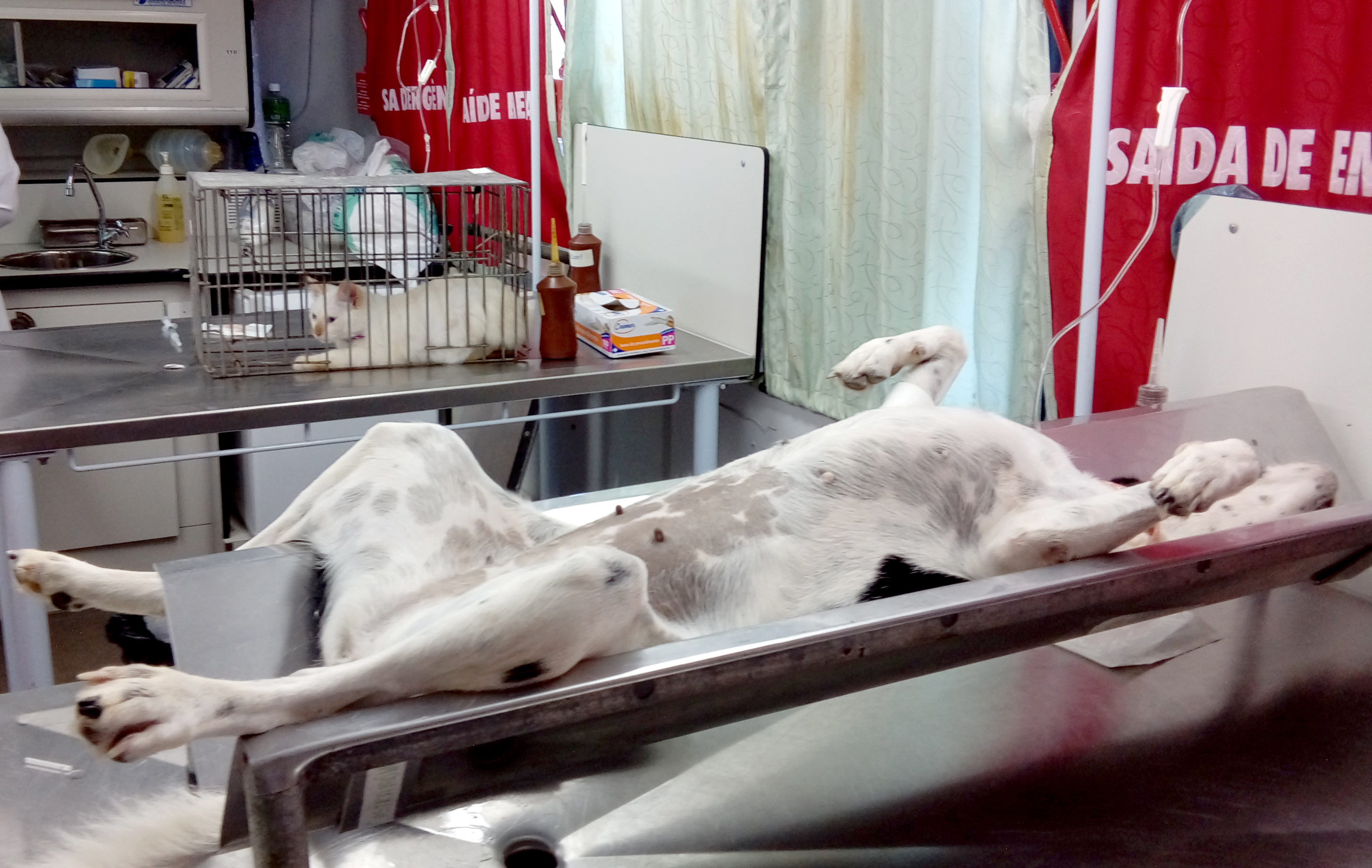 Centro de Controle de Zoonoses vacina e castra cães e gatos em Mosqueiro até dia 27