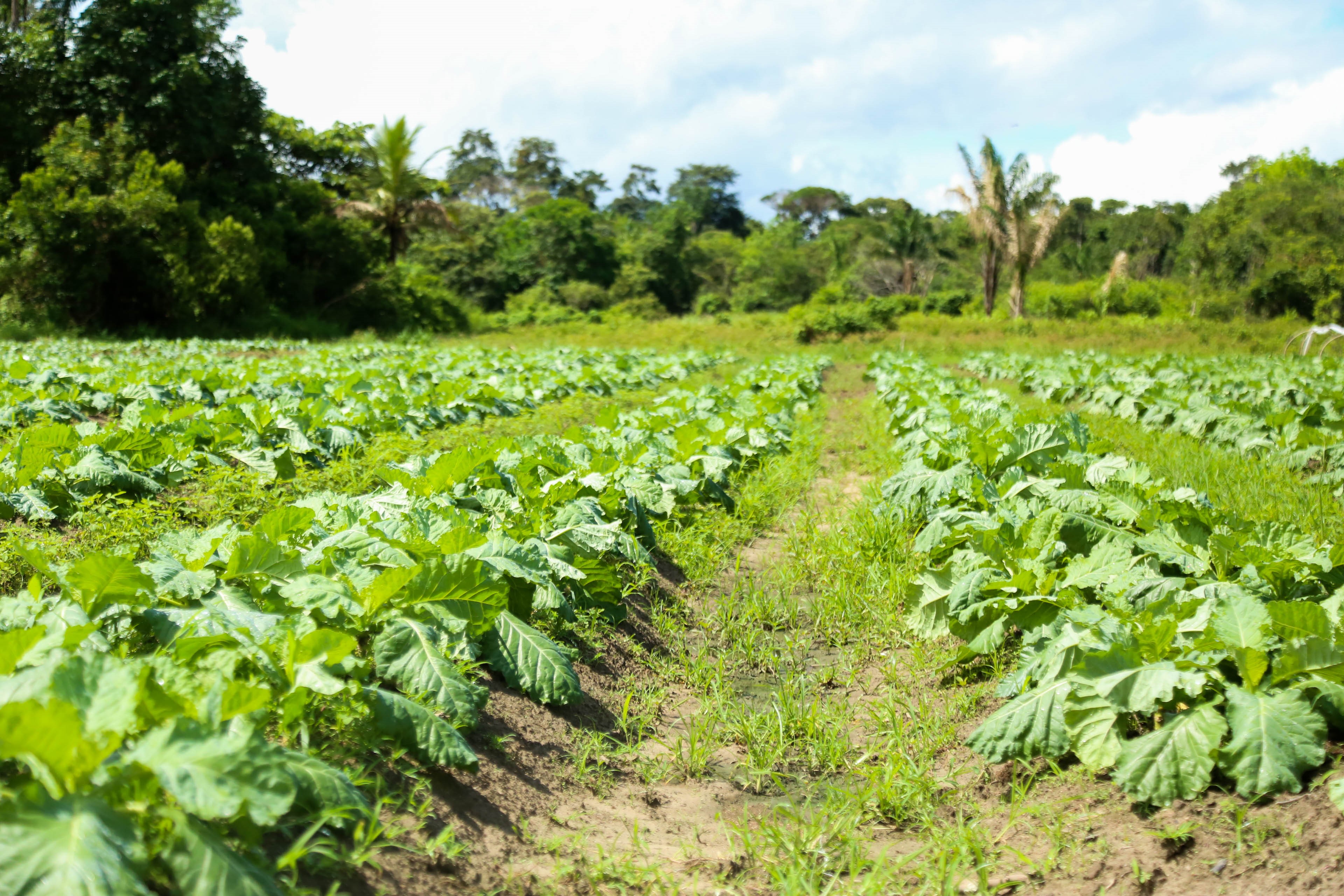 Pequenos agricultores garantem a merenda das escolas municipais de Belém