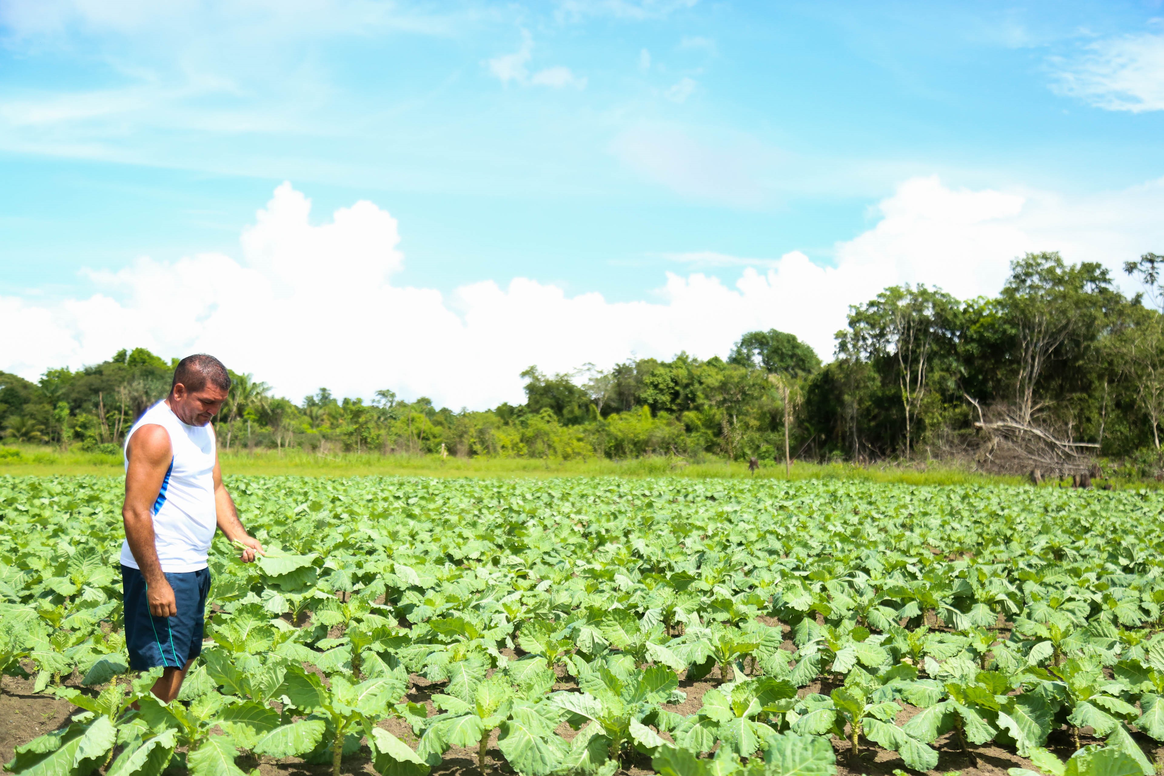 Pequenos agricultores garantem a merenda das escolas municipais de Belém