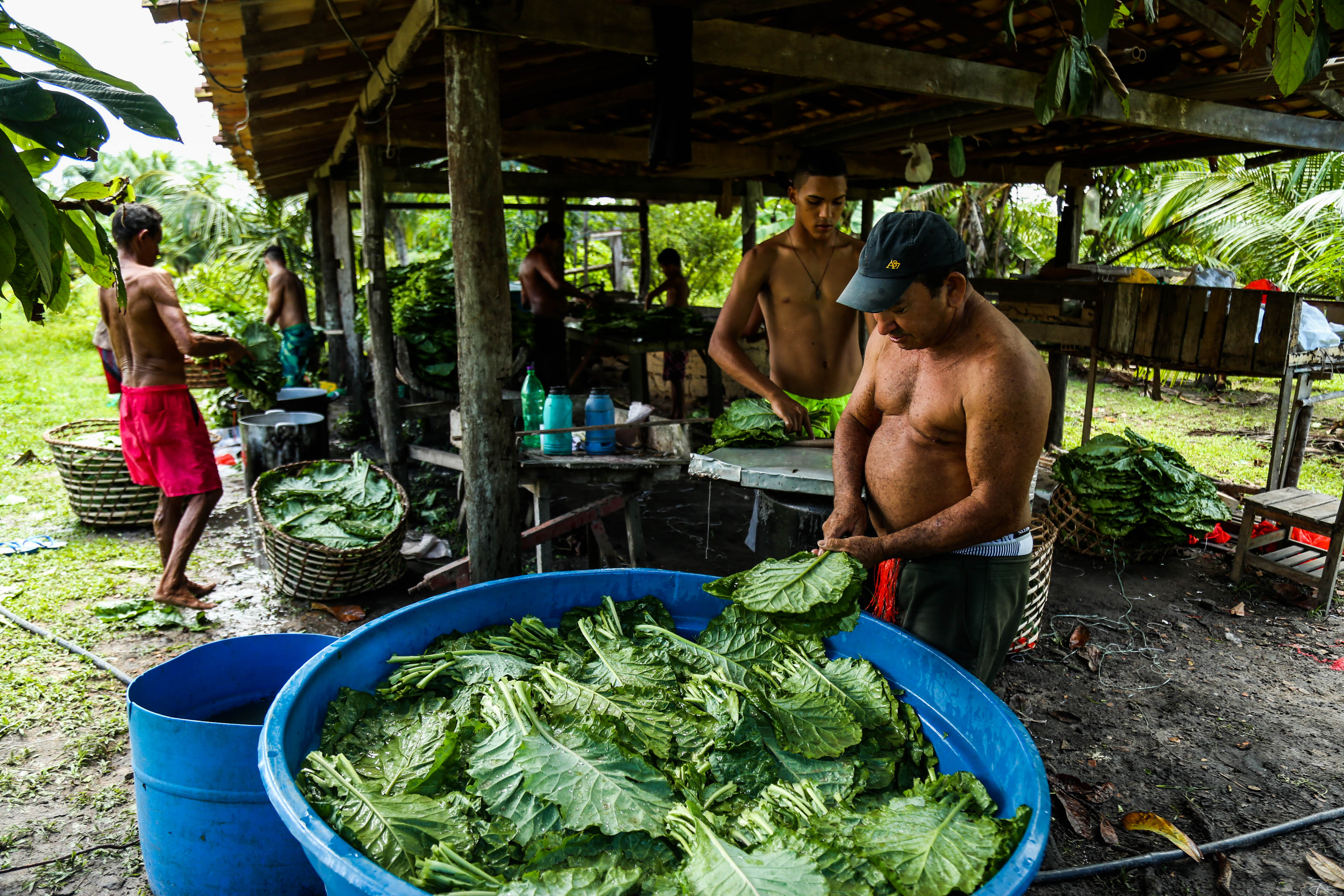 Pequenos agricultores garantem a merenda das escolas municipais de Belém