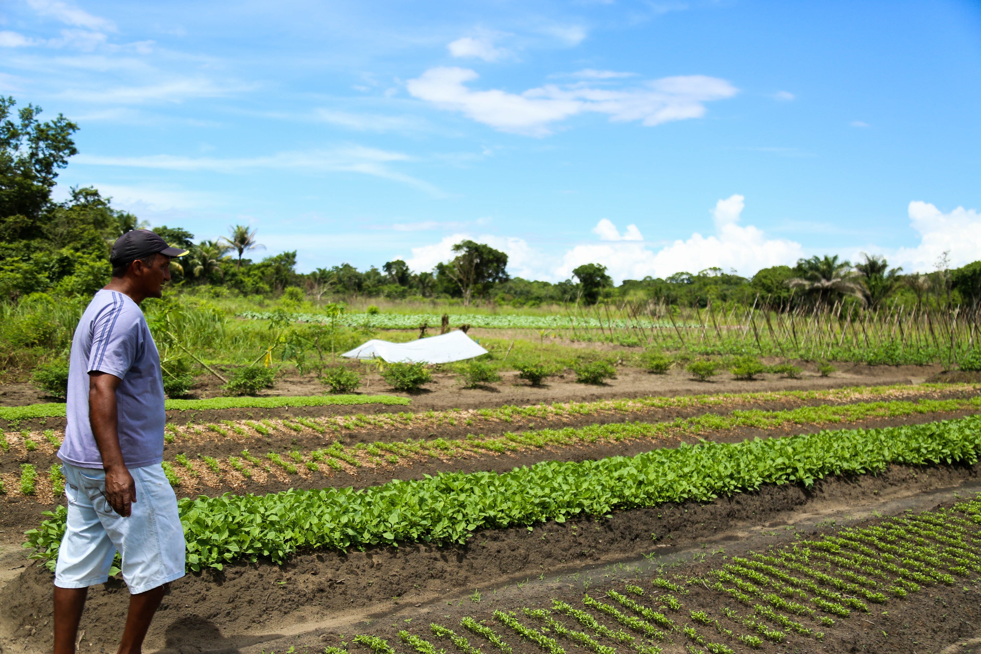 Pequenos agricultores garantem a merenda das escolas municipais de Belém