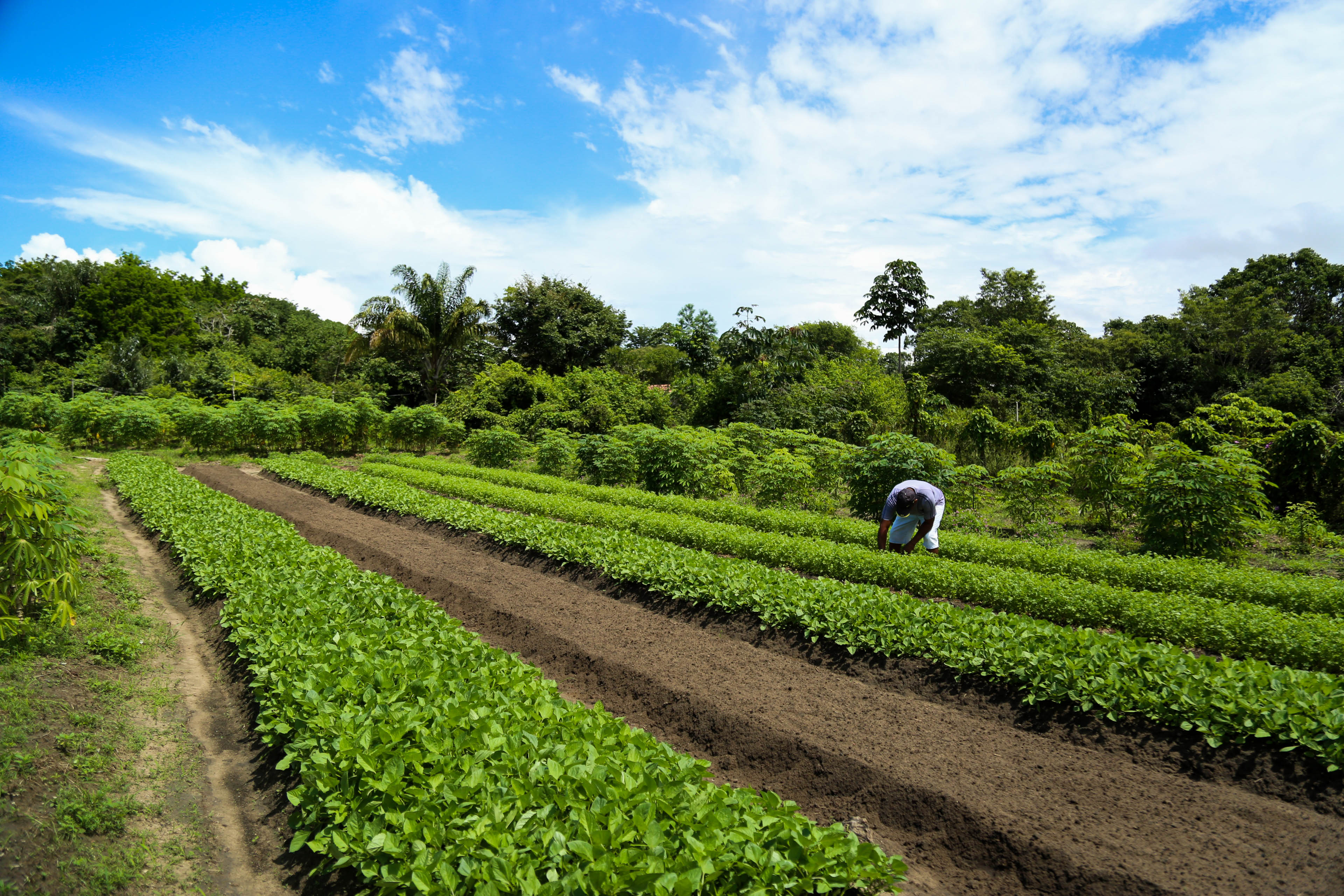 Pequenos agricultores garantem a merenda das escolas municipais de Belém