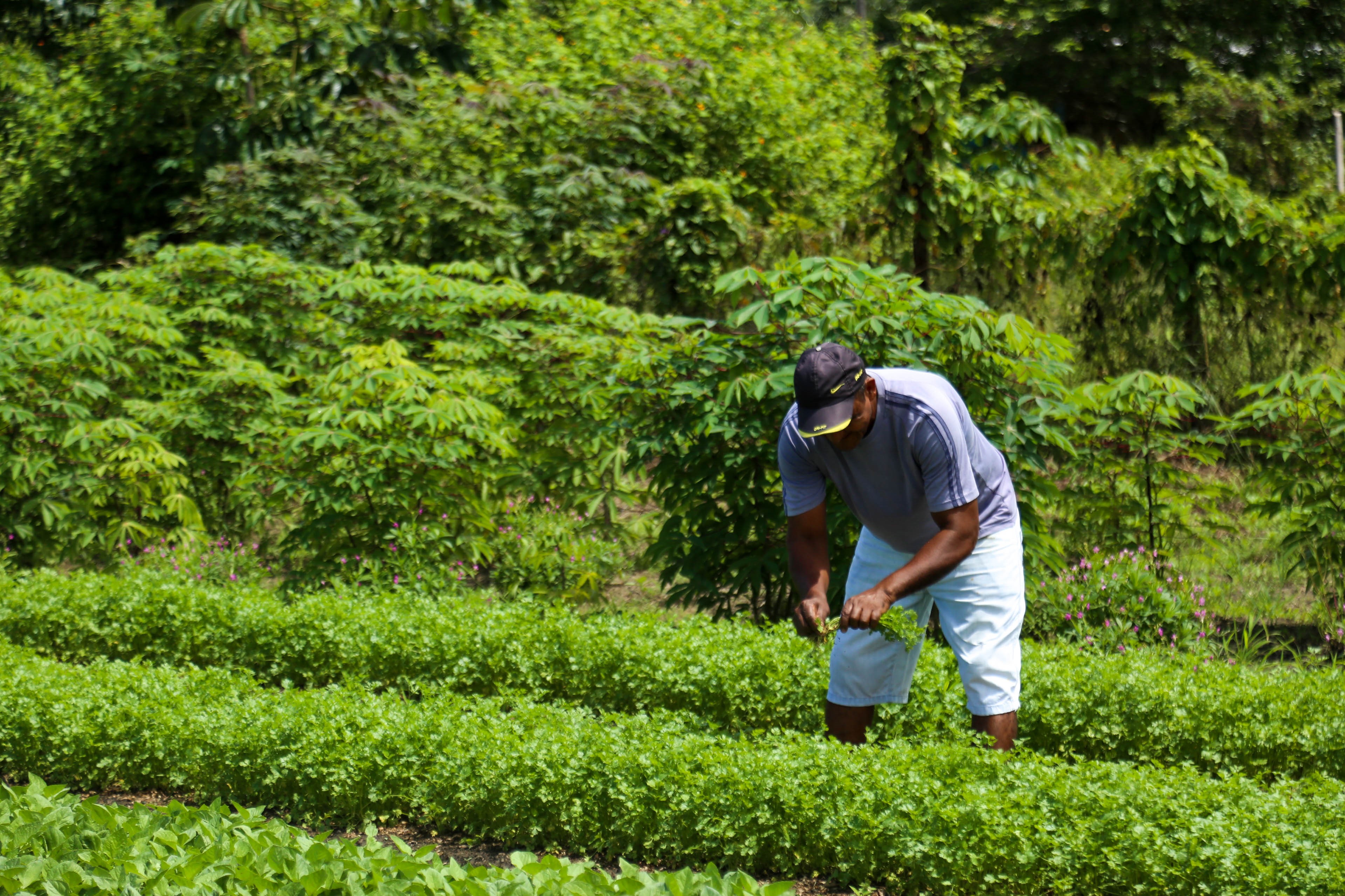 Pequenos agricultores garantem a merenda das escolas municipais de Belém