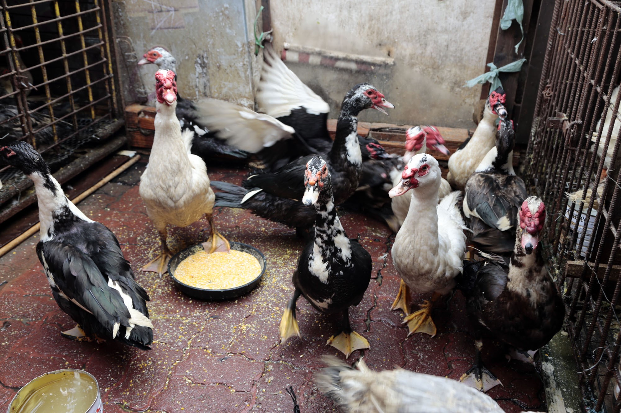 Venda de ingredientes para os pratos do almoço do Círio cresce nas feiras municipais