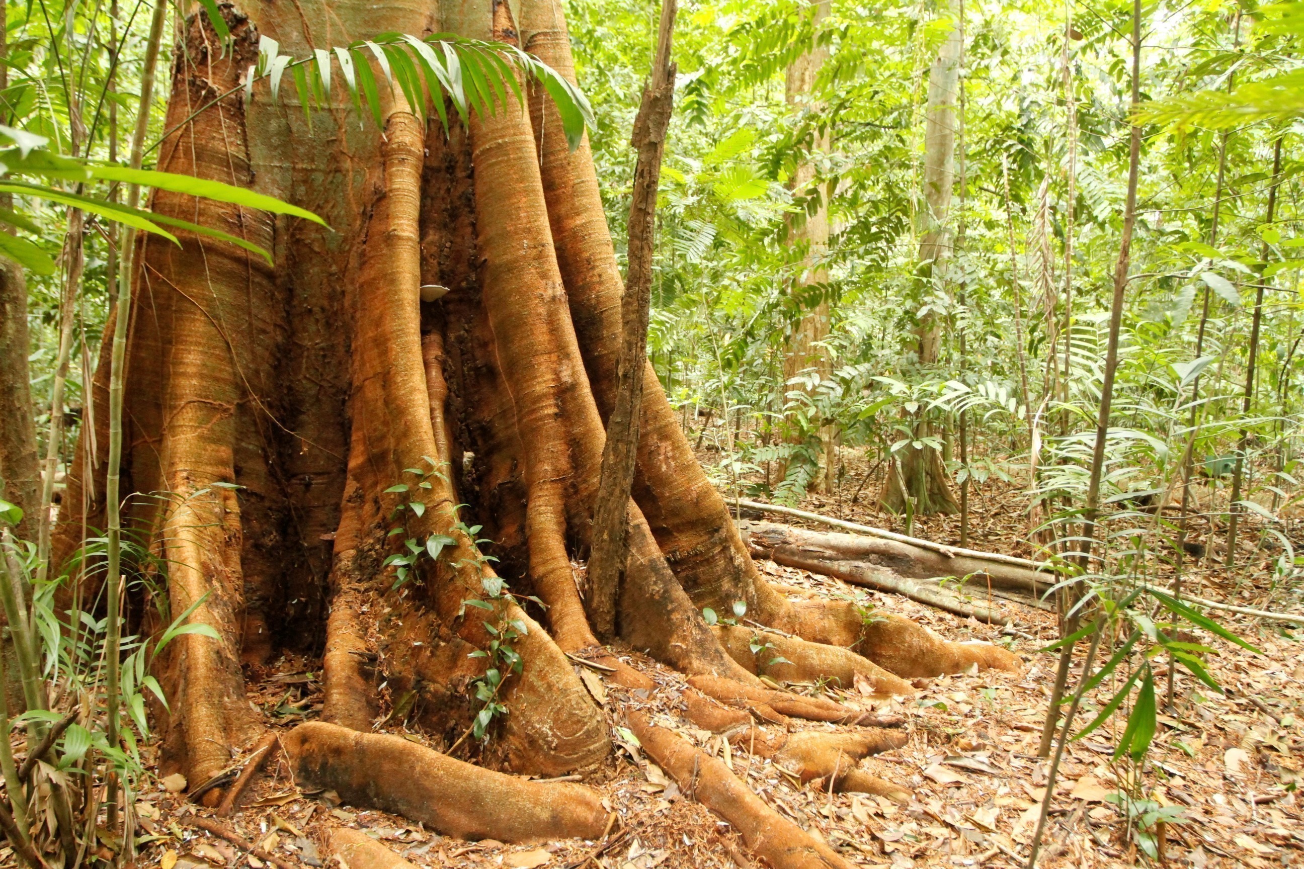Dia da Árvore tem programação especial no Bosque e na Augusto Montenegro