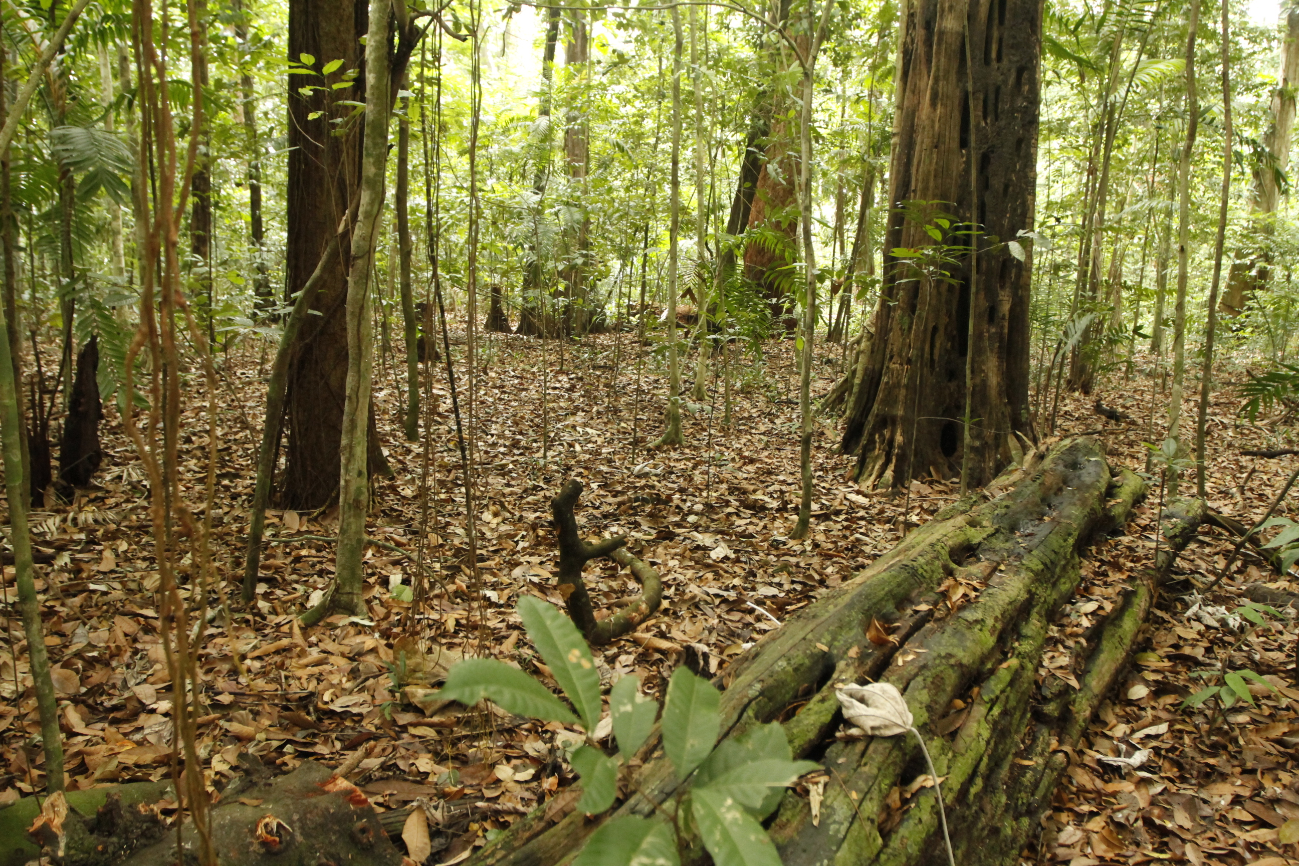 Dia da Árvore tem programação especial no Bosque e na Augusto Montenegro