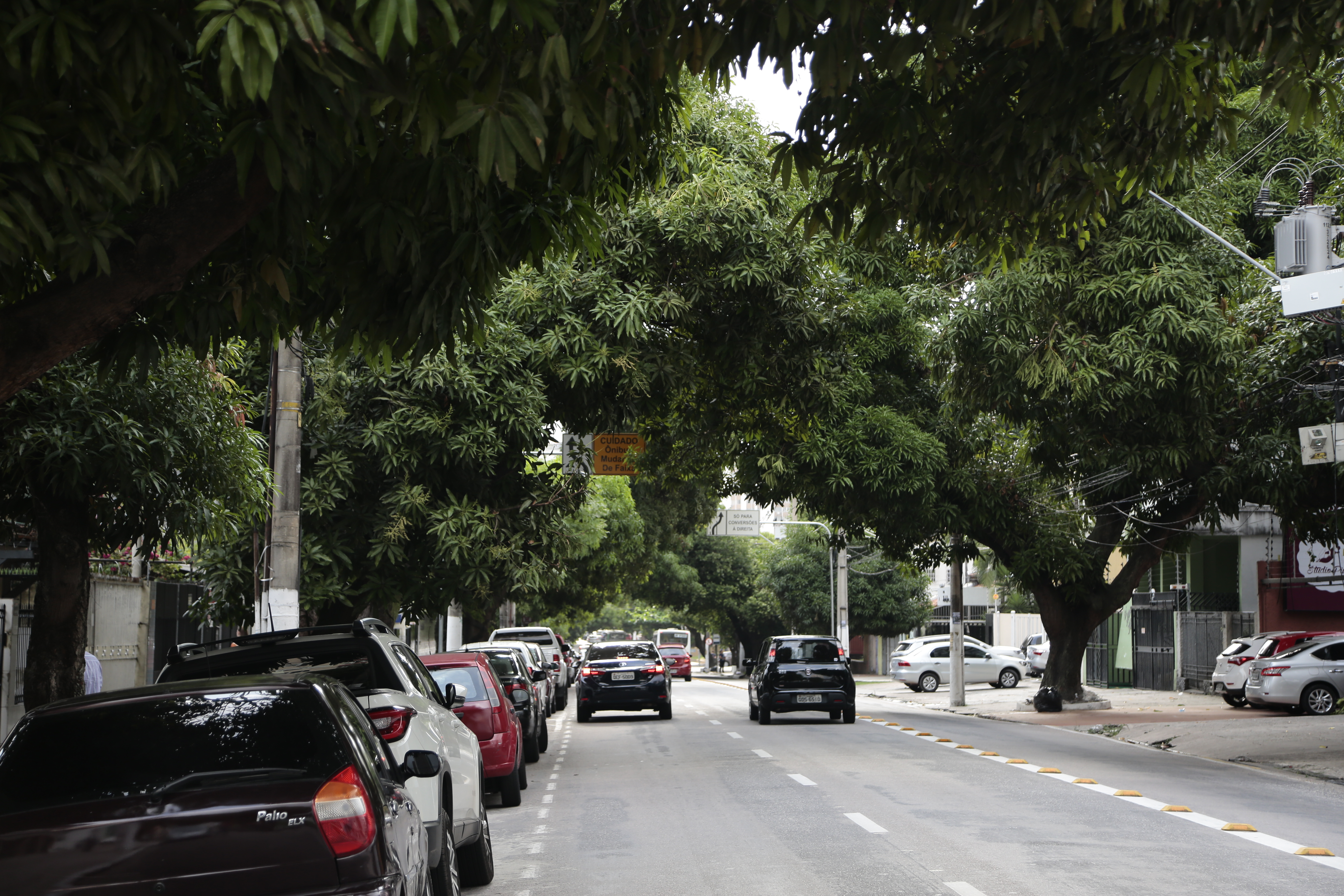 Arborização de Belém é ameaçada por vandalismo e poda irregular