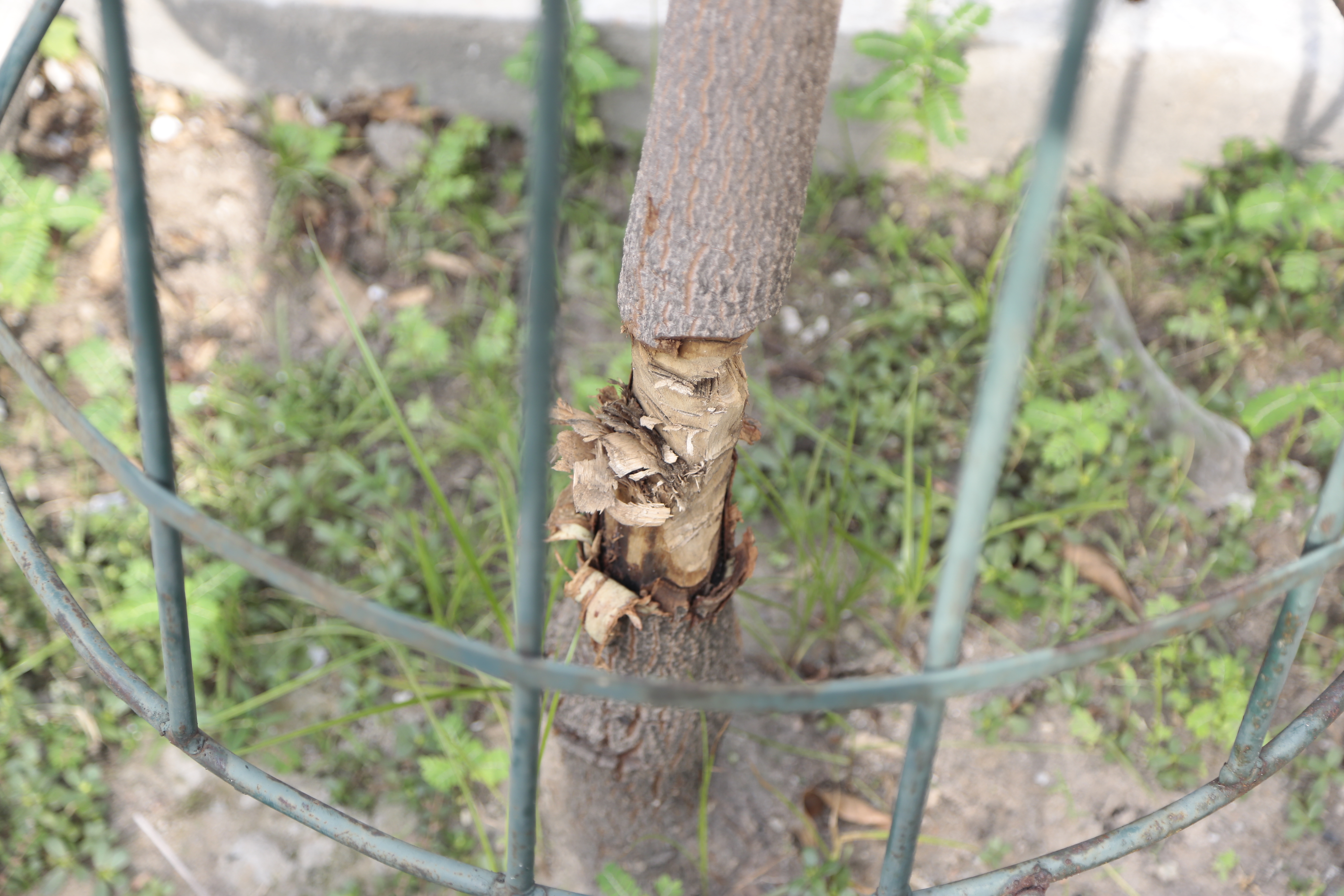 Arborização de Belém é ameaçada por vandalismo e poda irregular