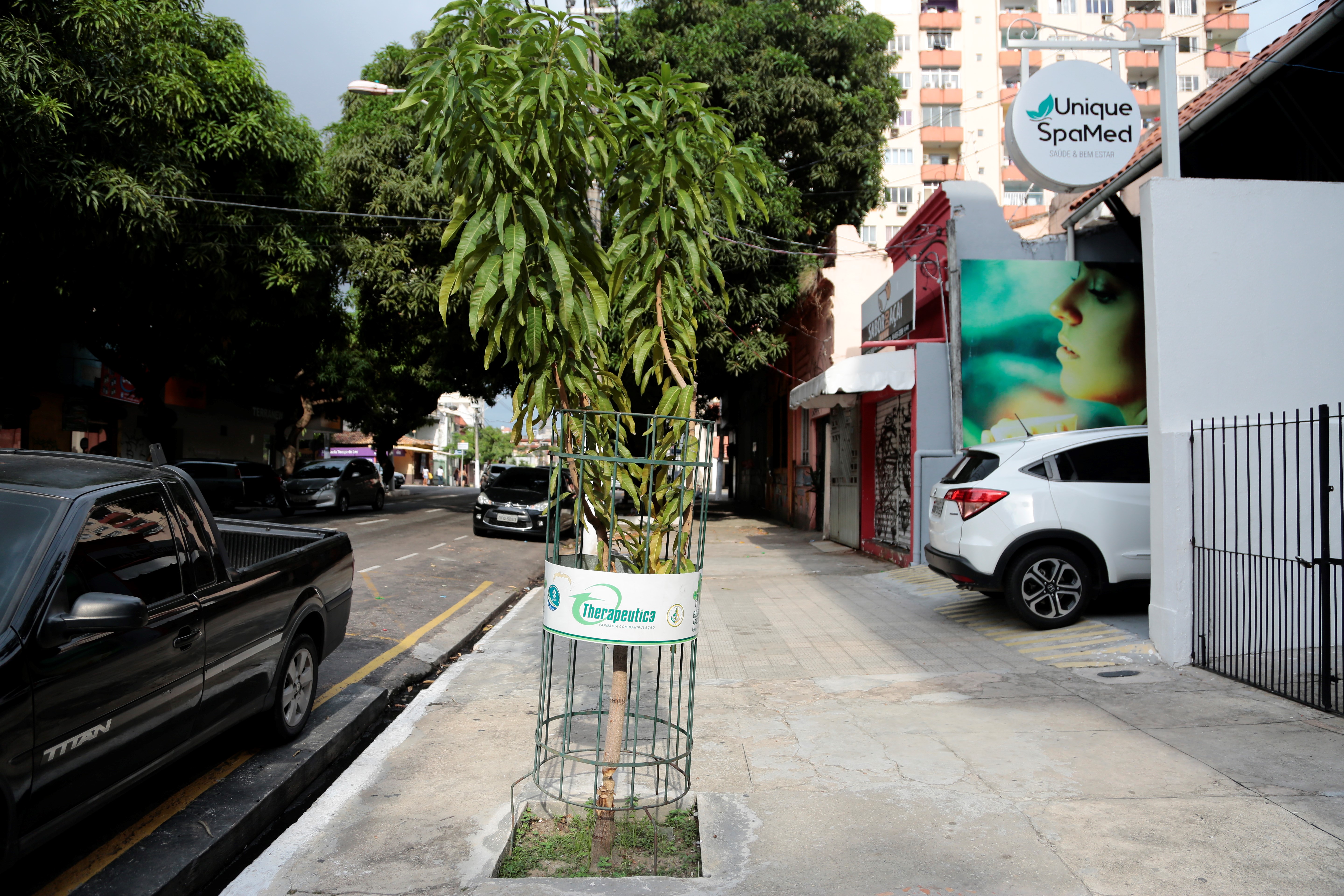 Arborização de Belém é ameaçada por vandalismo e poda irregular